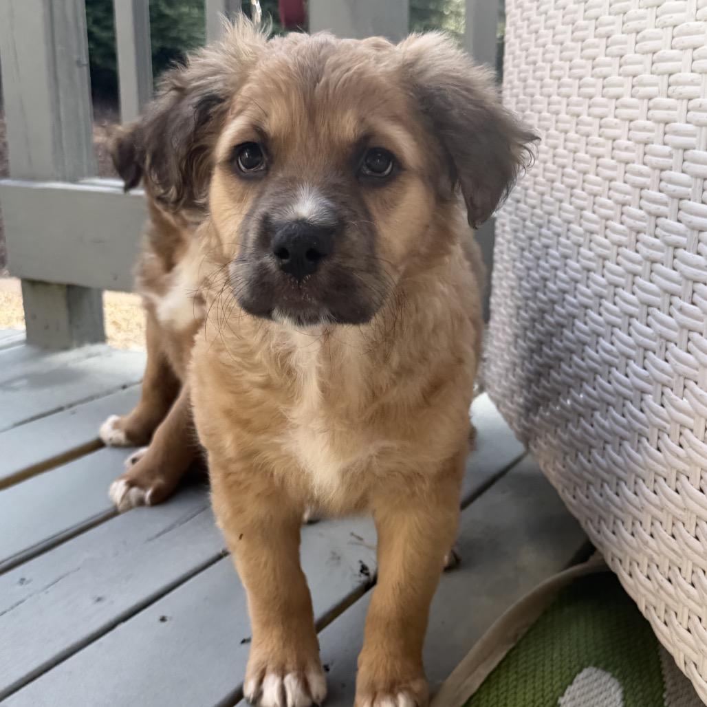 Enlarge Artemis, a Adoptable Mixed Breed in Austell, GA image 3/3