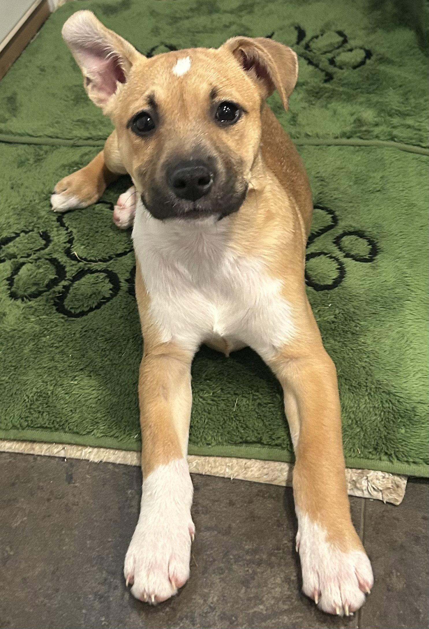 Enlarge Bella, a Adoptable mixed breed in Mechanicsburg, PA image 2/3
