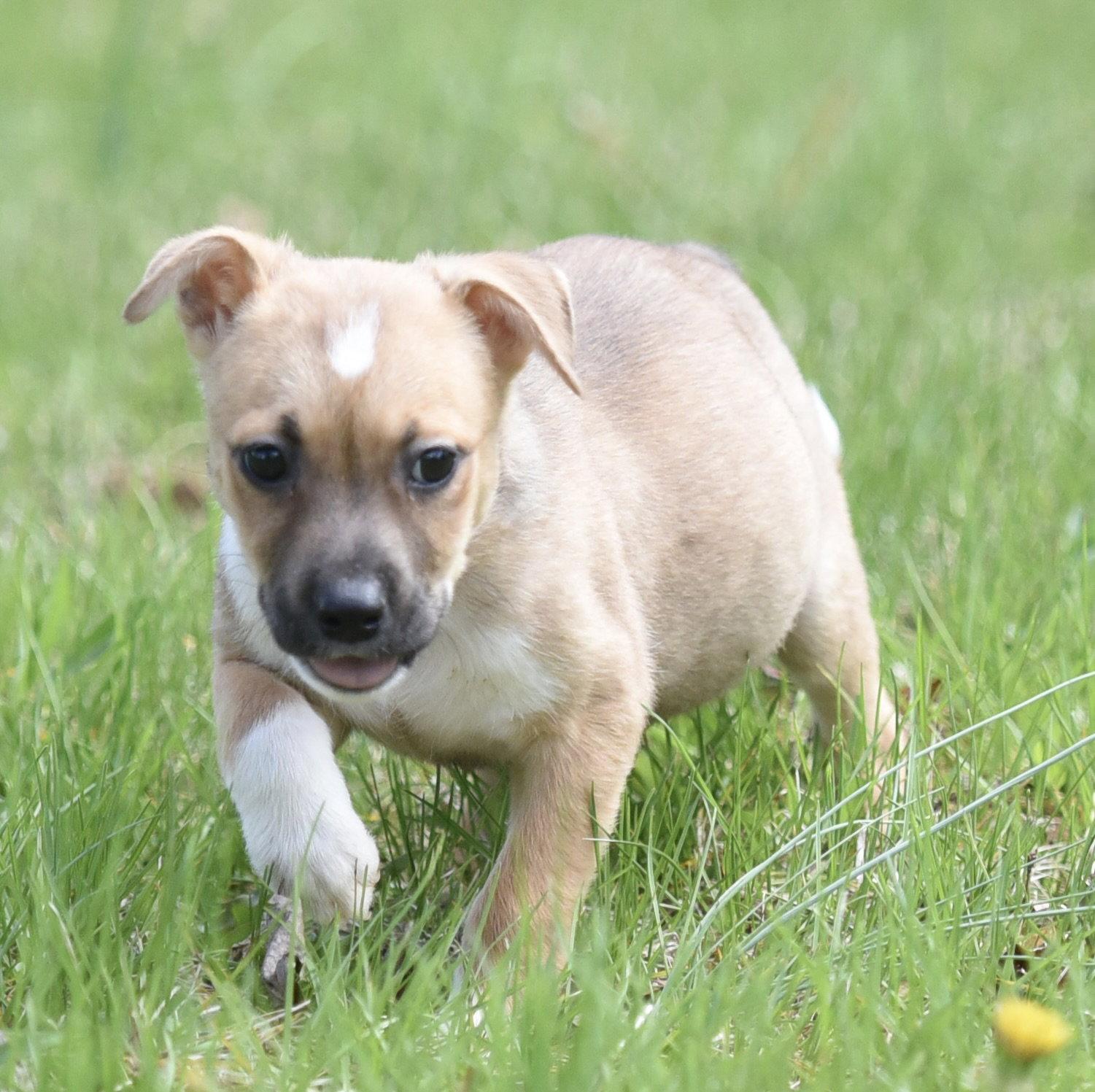 Enlarge Bella, a Adoptable mixed breed in Mechanicsburg, PA image 3/3