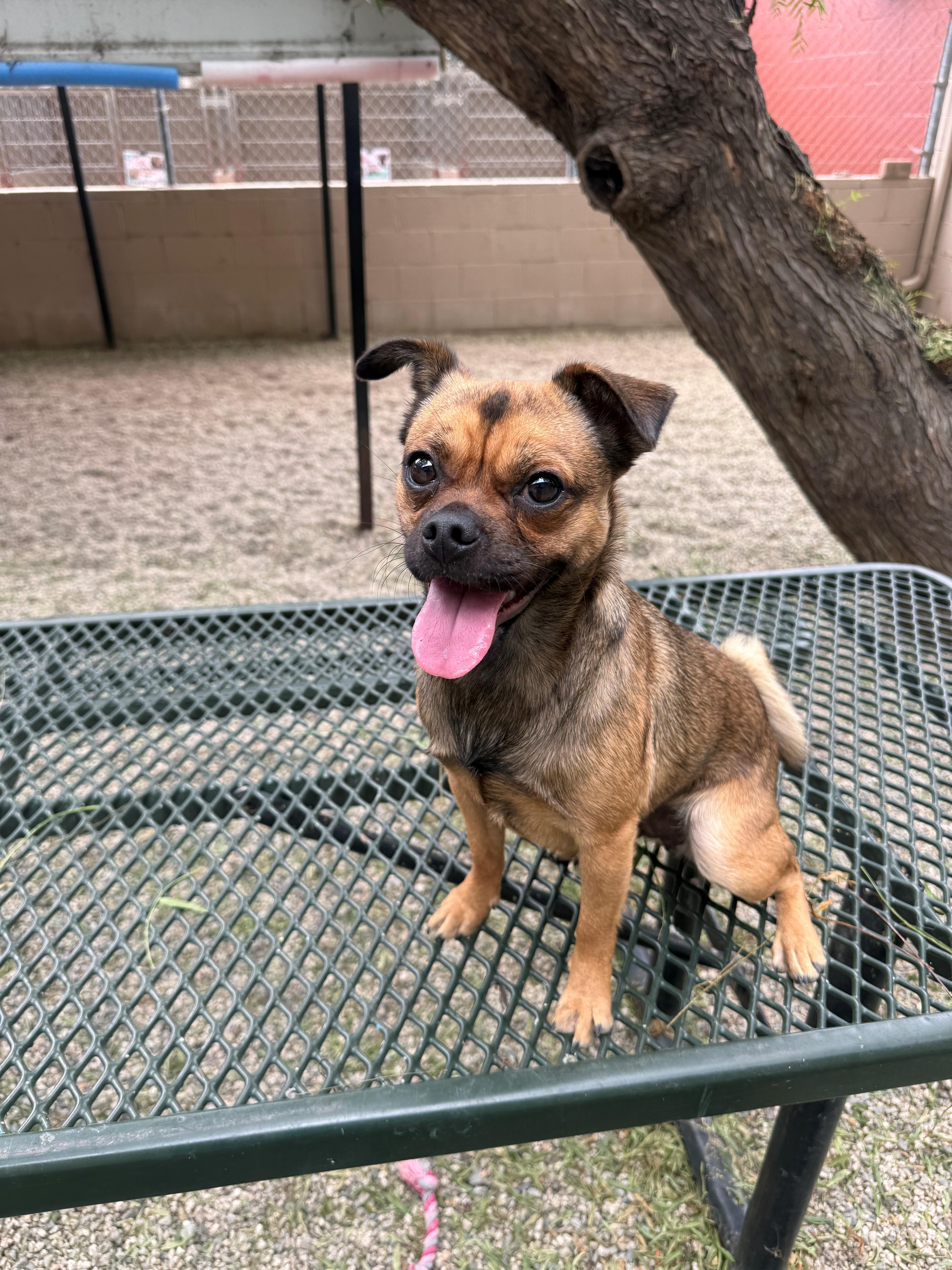 Peppa Pug, ADOPTABLE, Young Female Pug & Chihuahua.