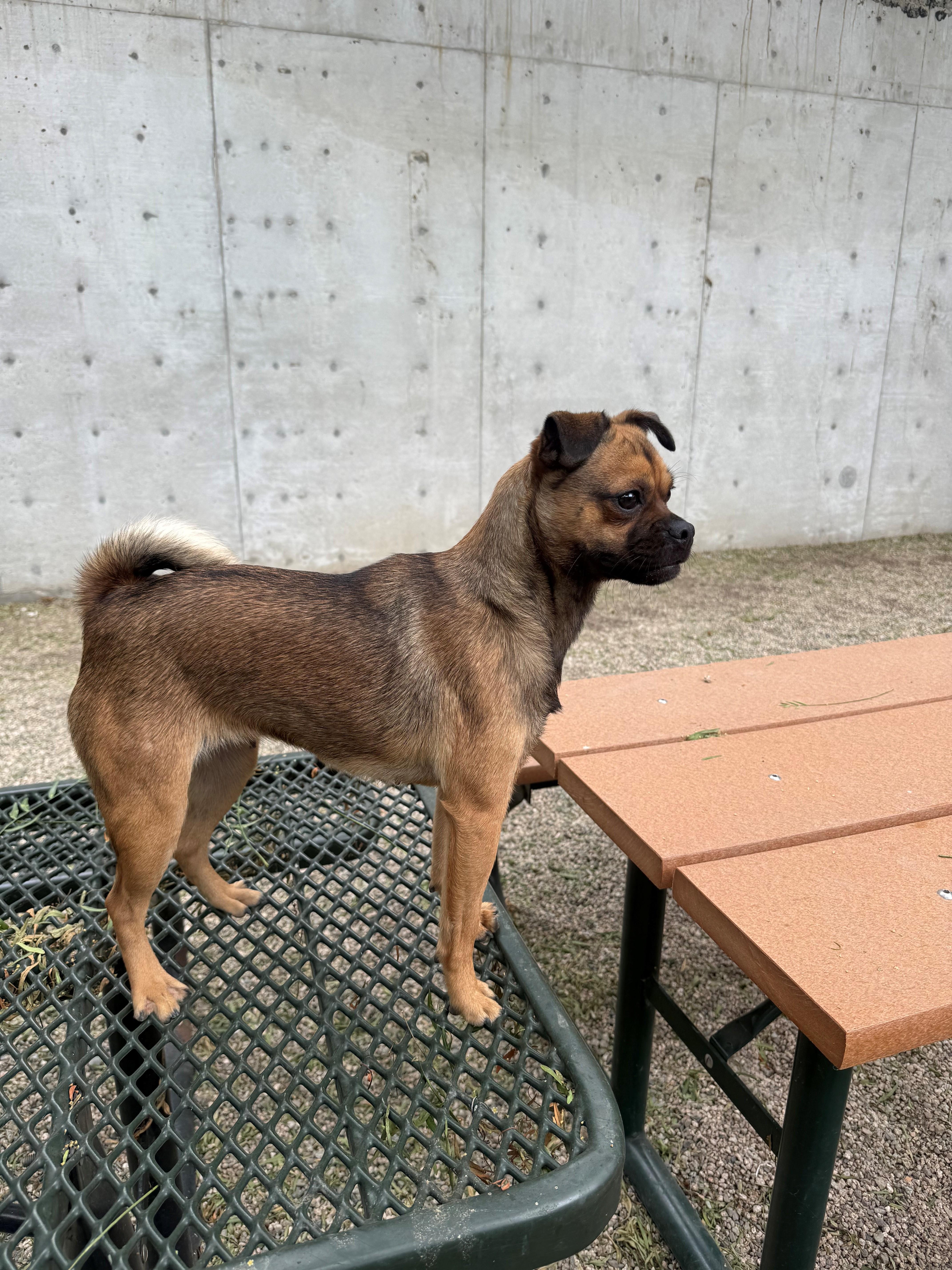 Enlarge Peppa Pug, a ADOPTABLE mixed breed in Laguna Beach, CA image 2/2