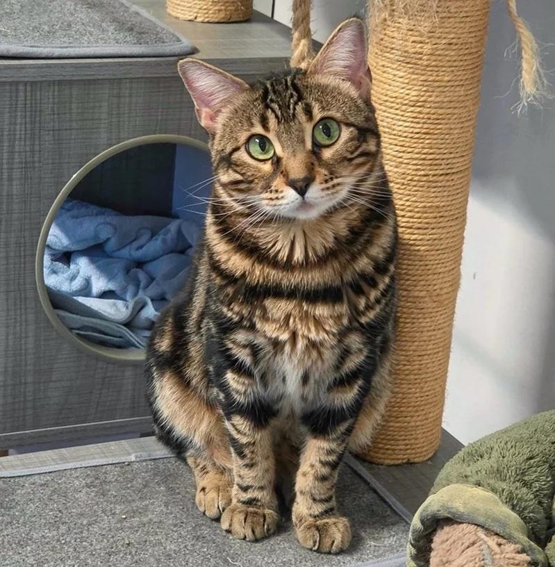Nala photo