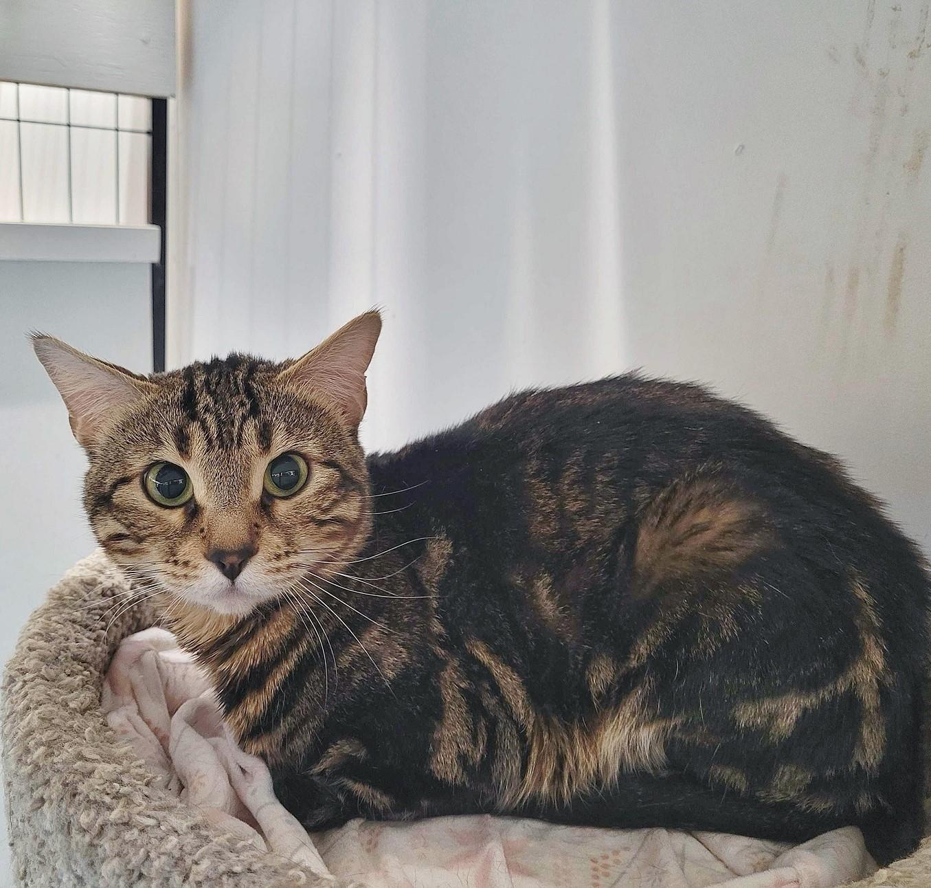 Enlarge Nala, a Adoptable Bengal in Toronto, ON image 2/4