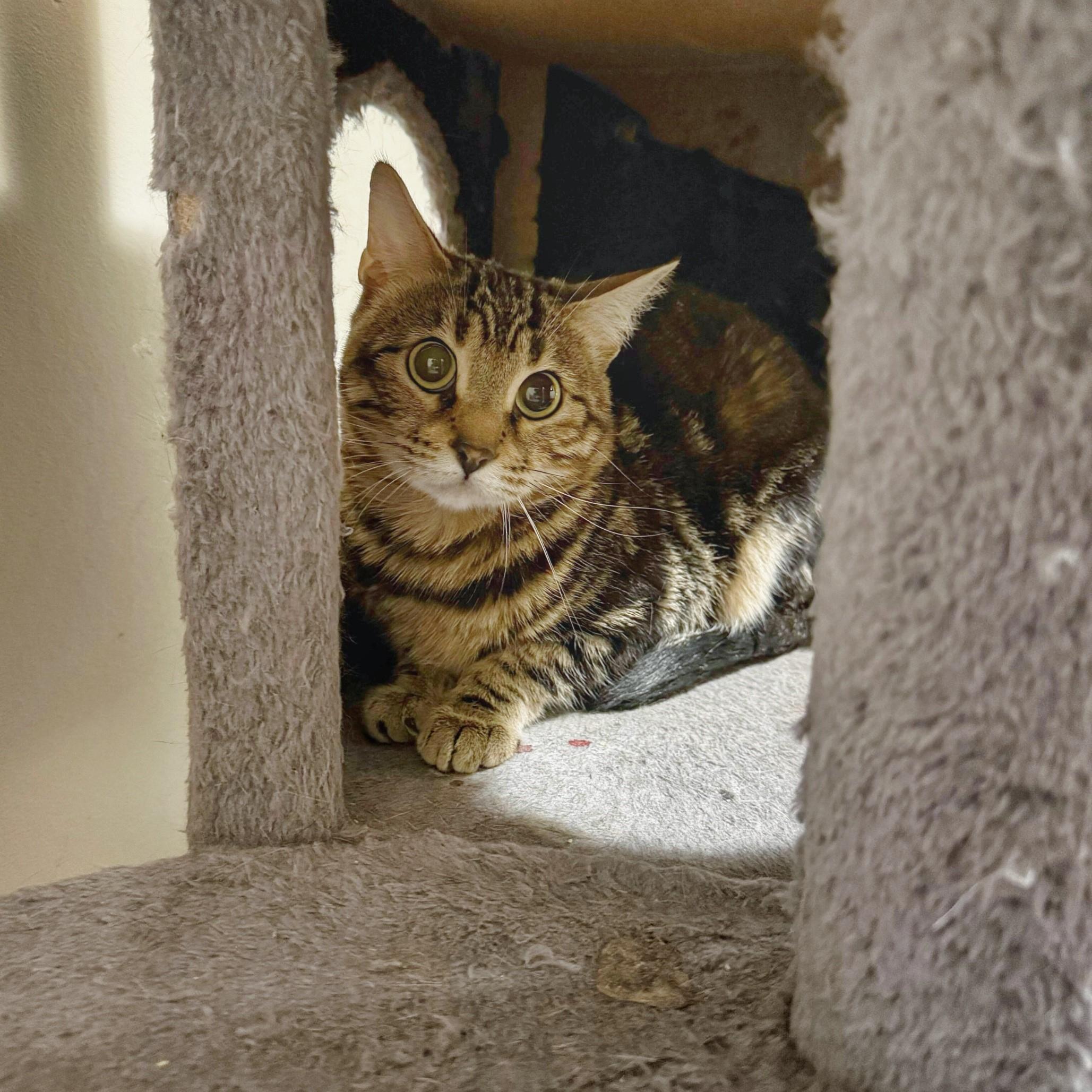 Enlarge Nala, a Adoptable Bengal in Toronto, ON image 3/4