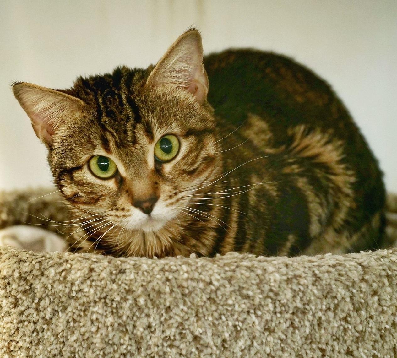 Enlarge Nala, a Adoptable Bengal in Toronto, ON image 1/4