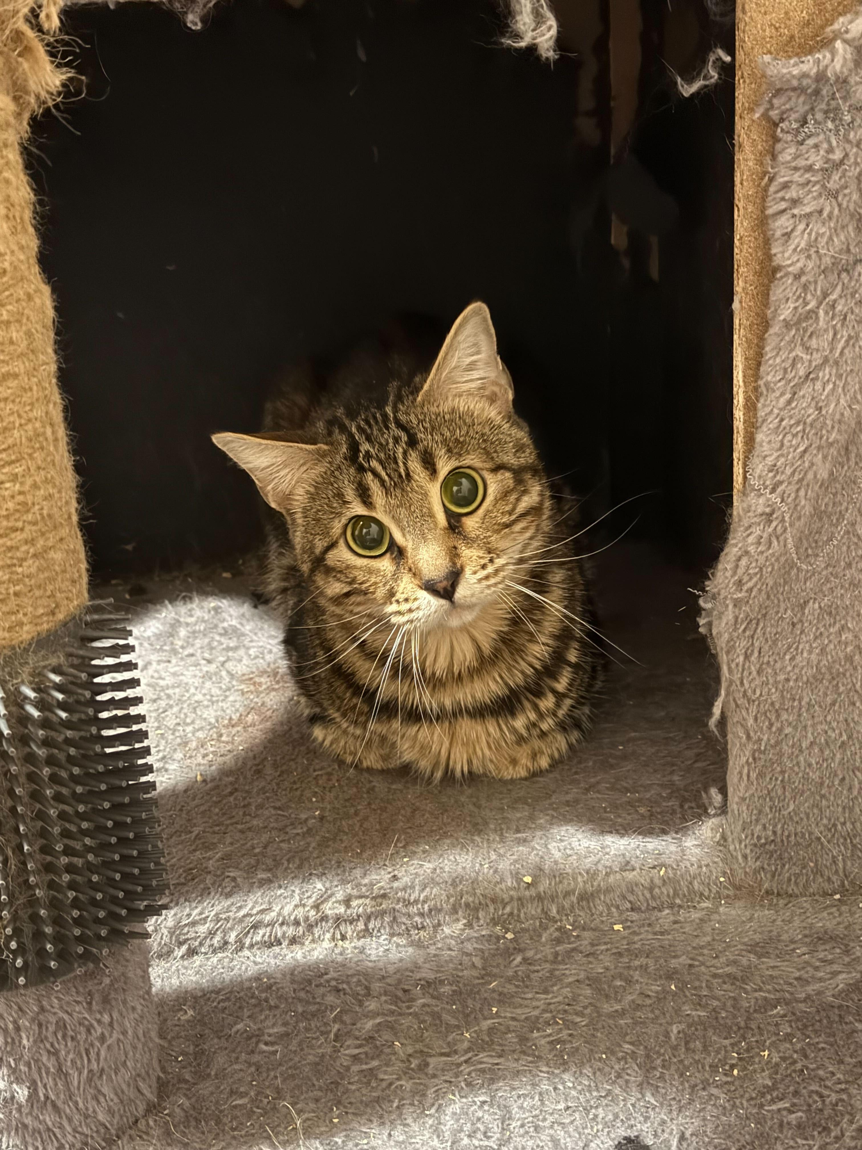 Enlarge Nala, a Adoptable Bengal in Toronto, ON image 4/4