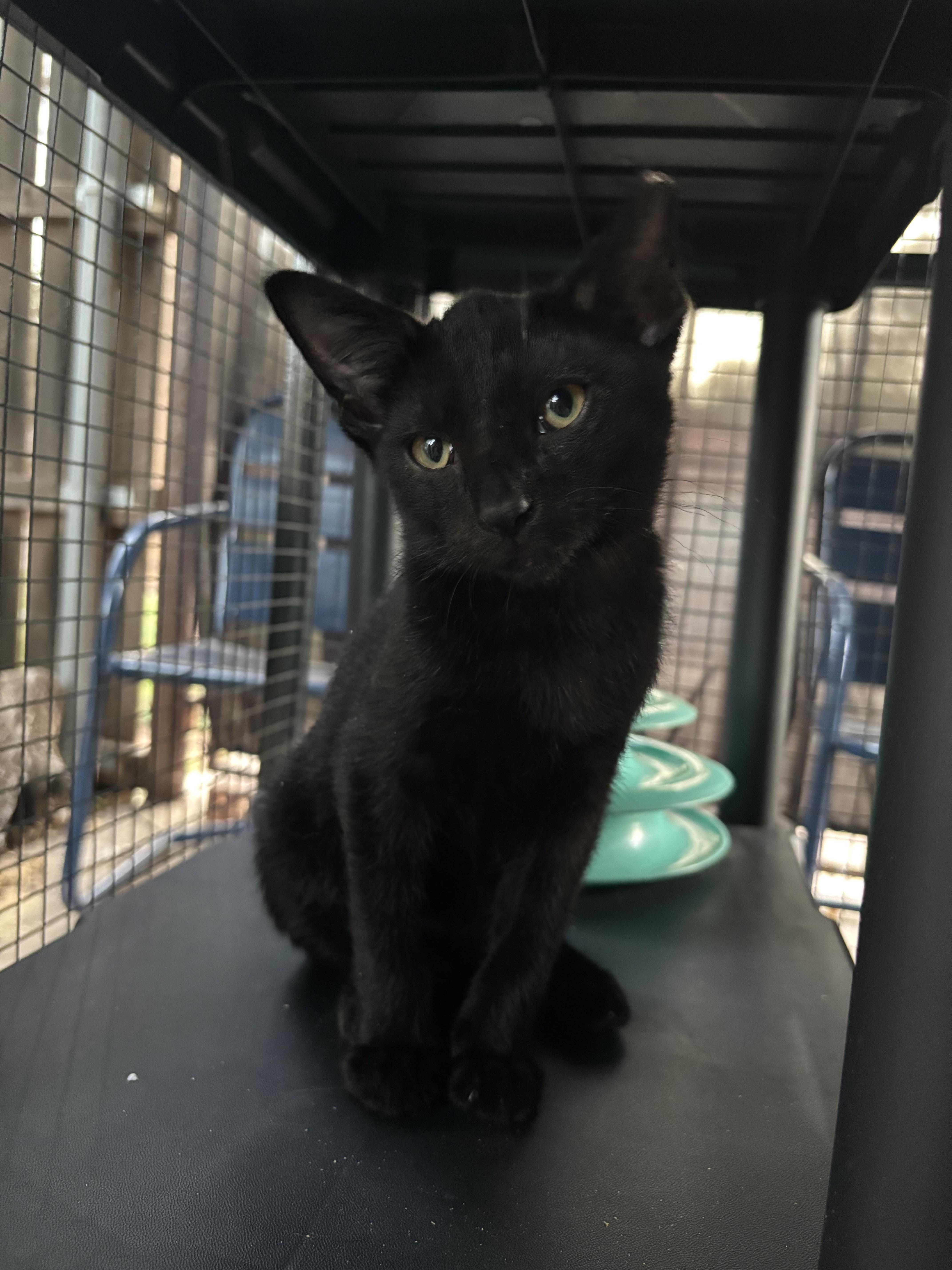Kuro, Young Male Domestic Short Hair