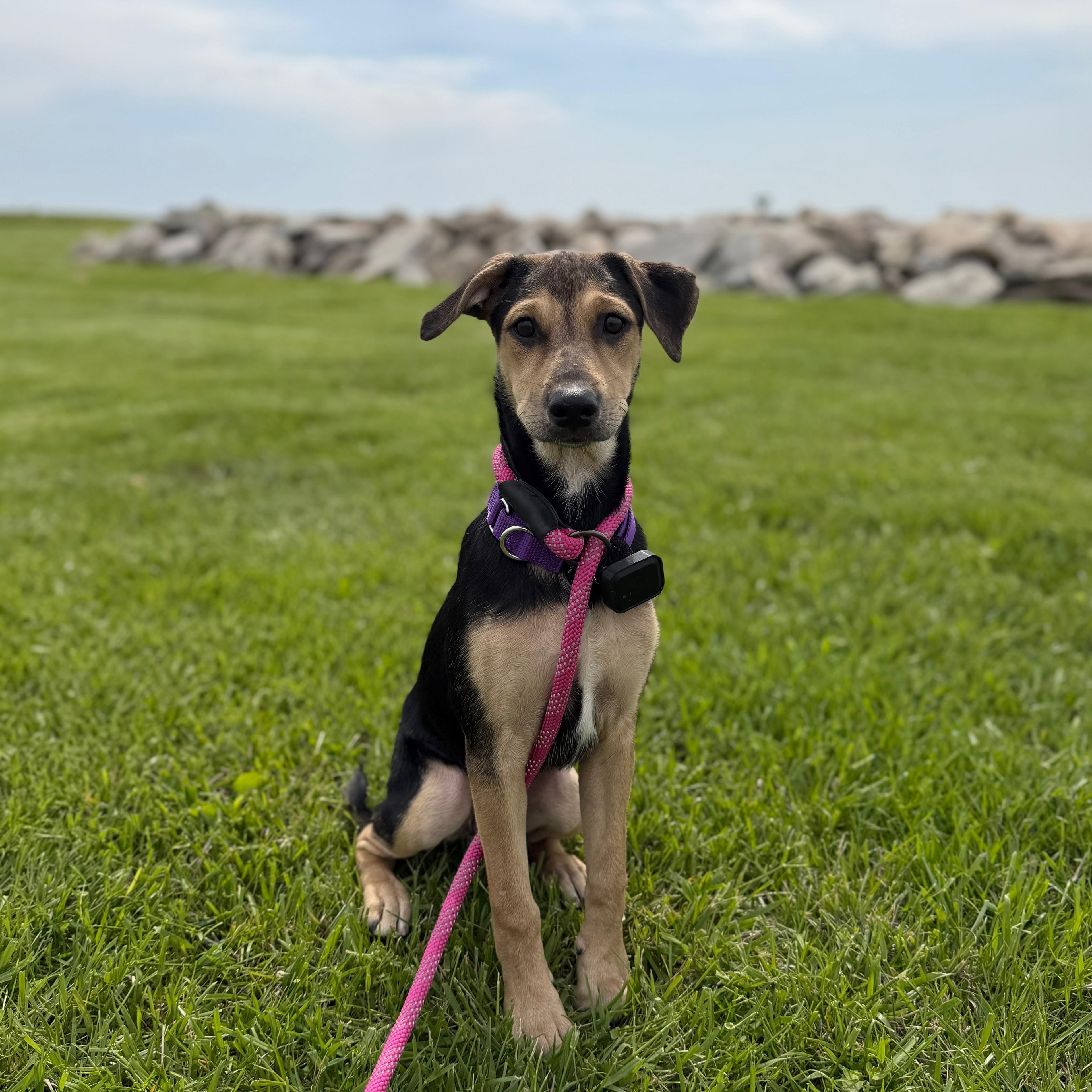 ONIX - literally PERFECT, a Adoptable mixed breed in Riva, MD image 2/6