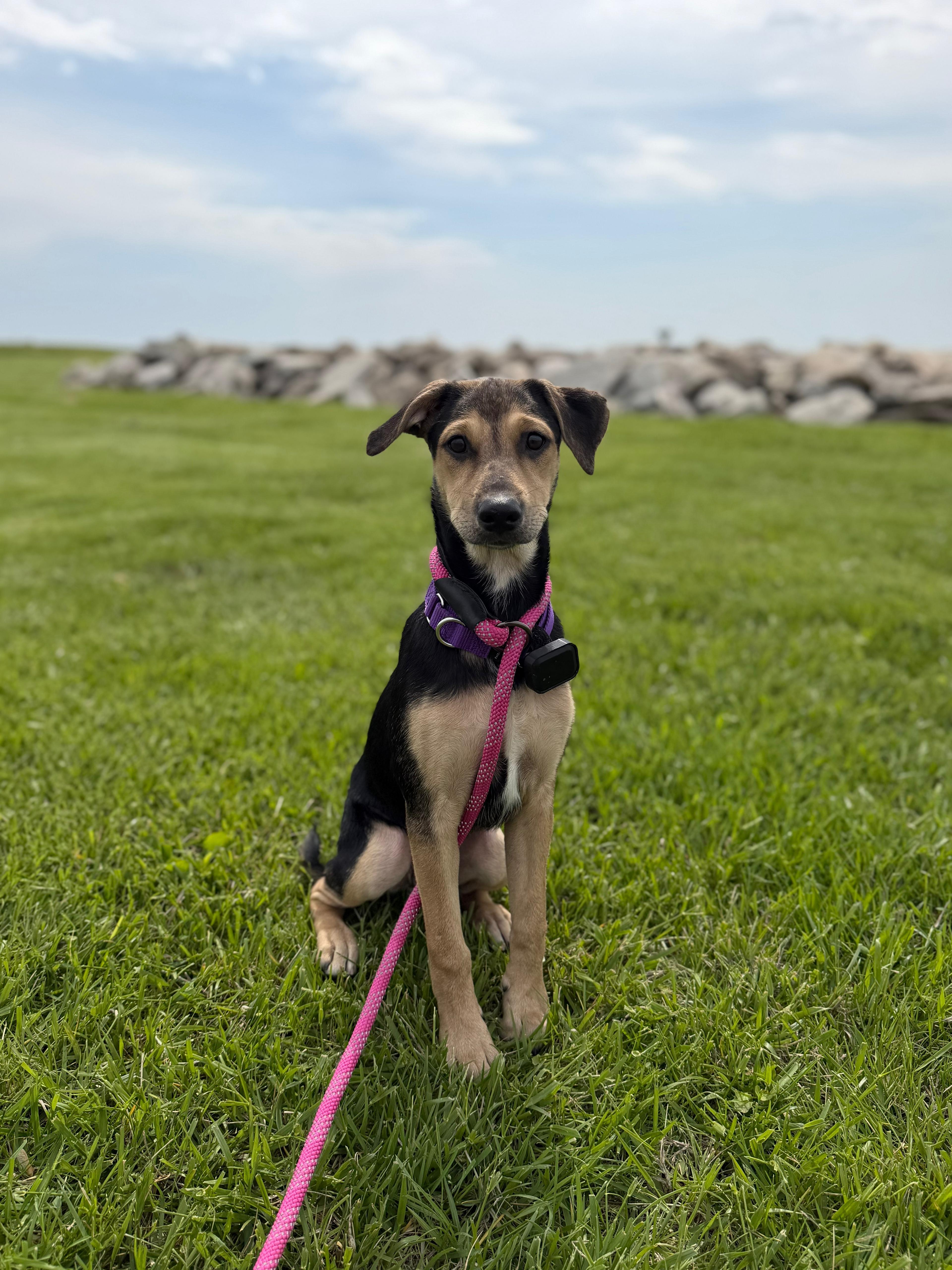 Enlarge ONIX, a Adoptable mixed breed in Shady Side, MD image 3/6