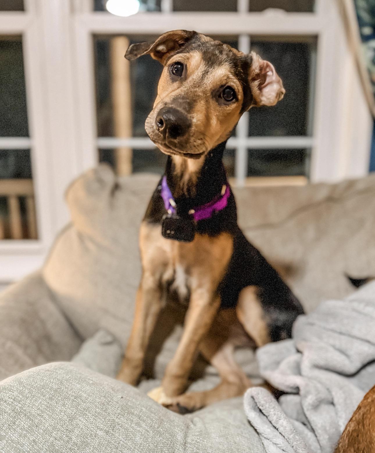 Enlarge ONIX, a Adoptable mixed breed in Shady Side, MD image 2/6