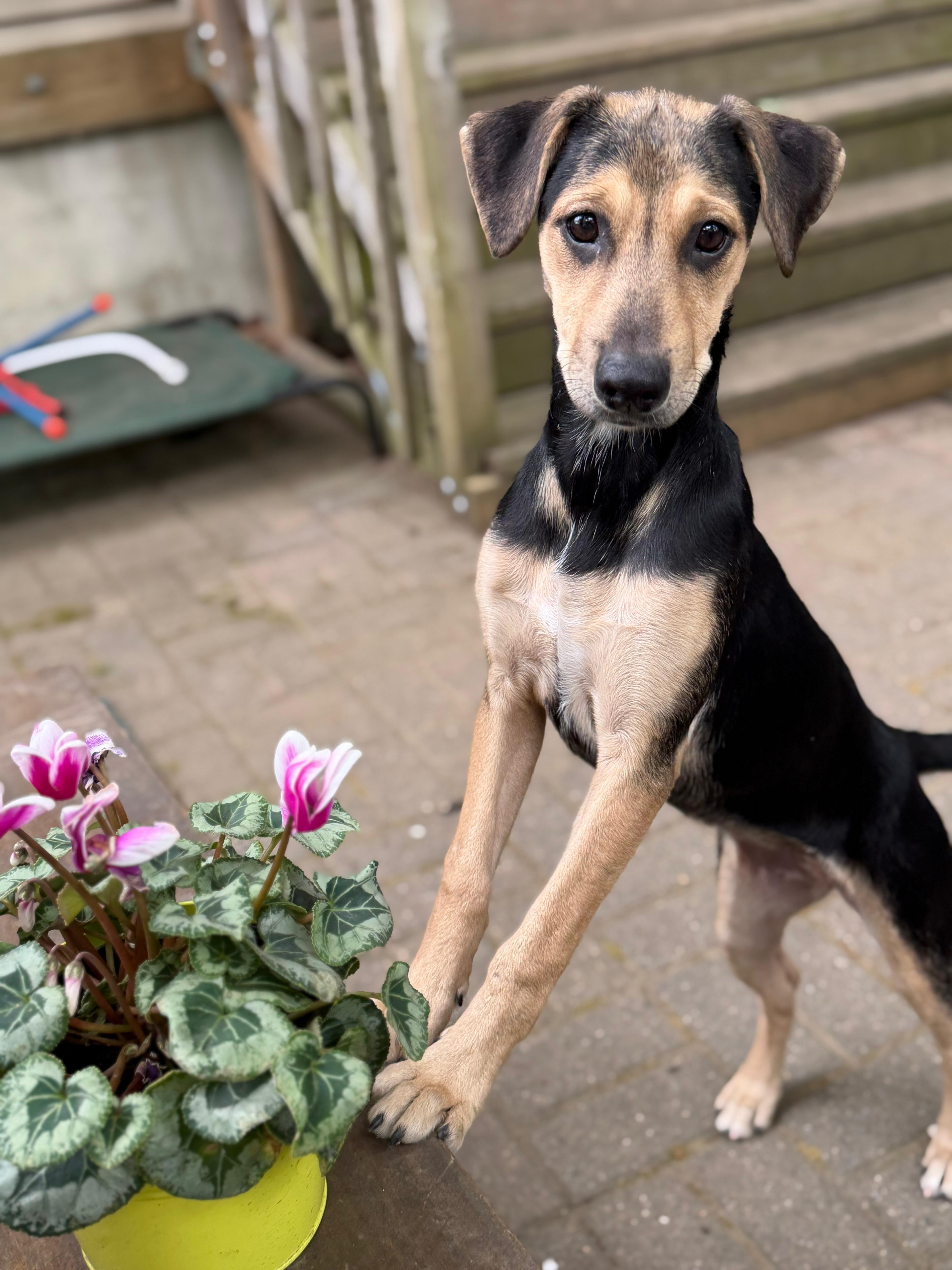ONIX - literally PERFECT, Adoptable, Puppy Female Shepherd & Labrador Retriever.