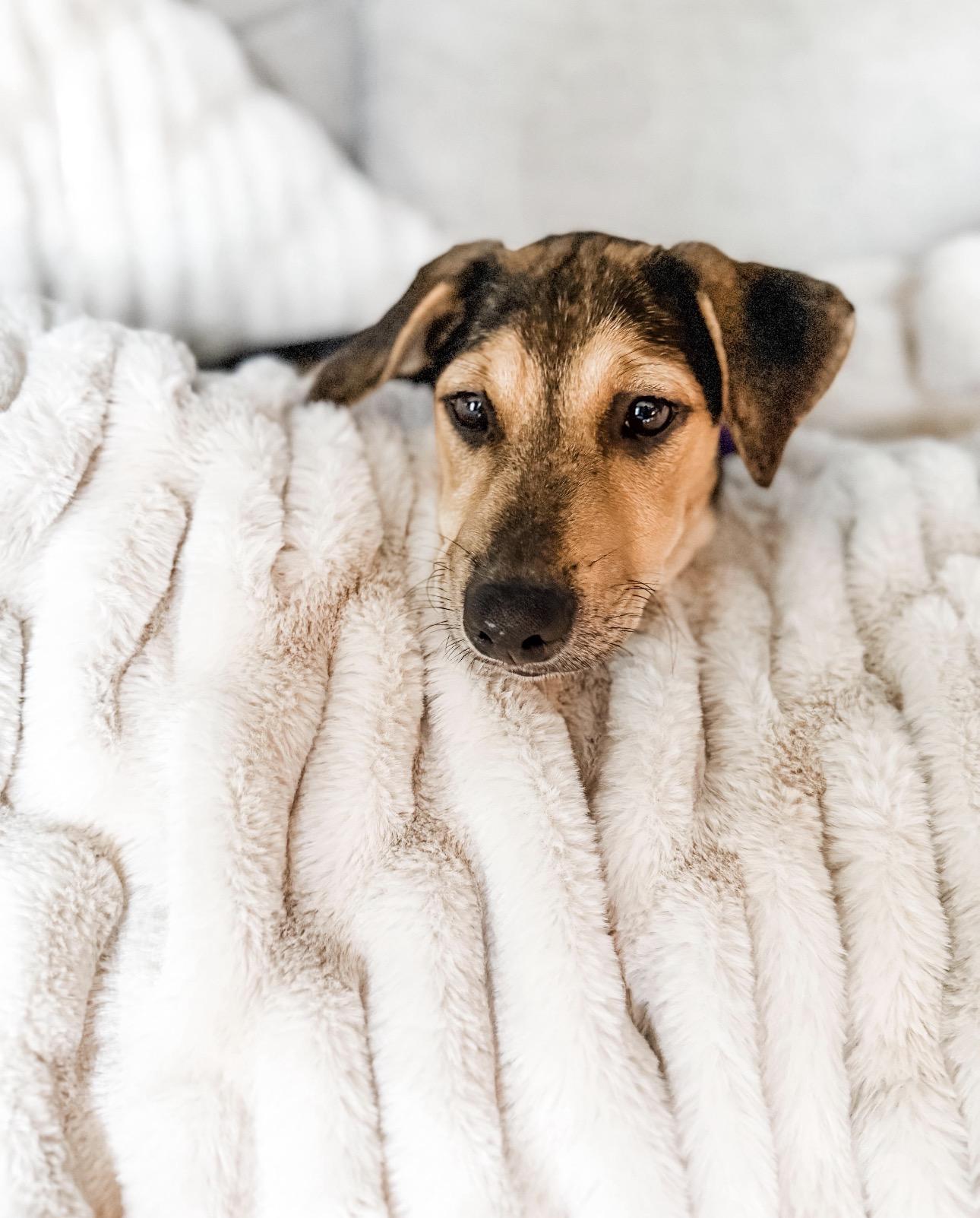 Enlarge ONIX, a Adoptable mixed breed in Shady Side, MD image 4/6