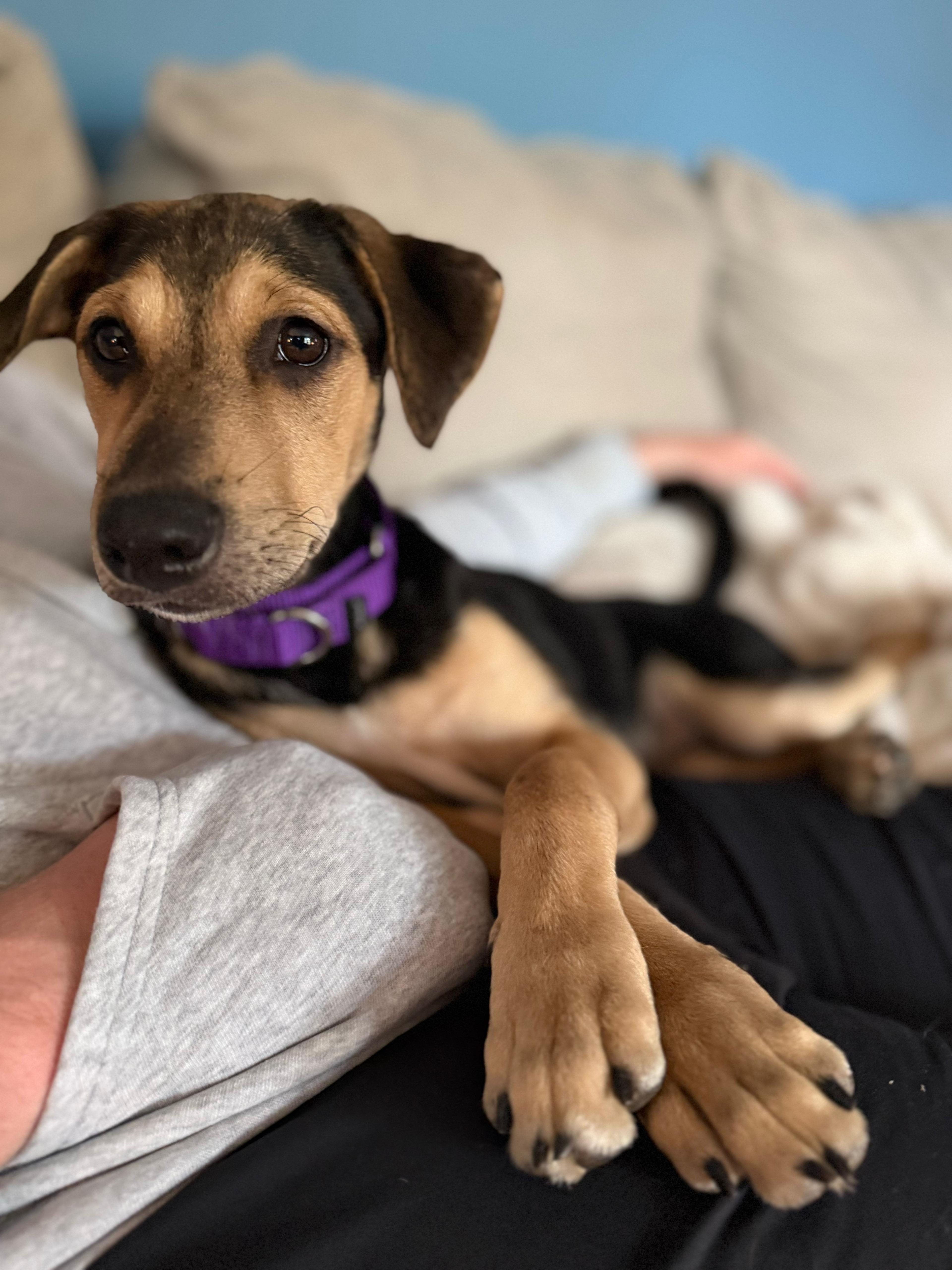 Enlarge ONIX, a Adoptable mixed breed in Shady Side, MD image 6/6