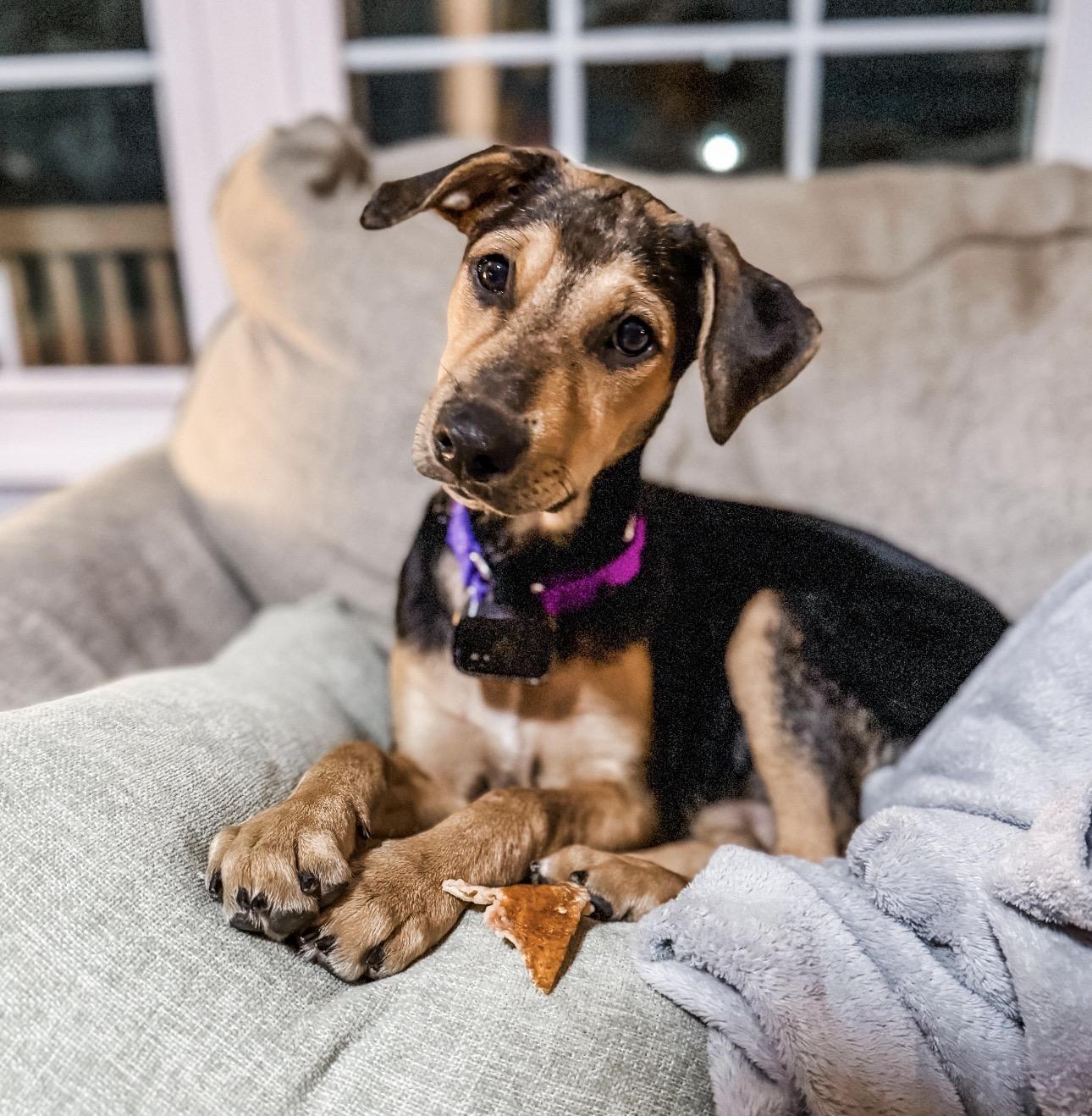 ONIX, Adoptable, Puppy Female Labrador Retriever & Shepherd.