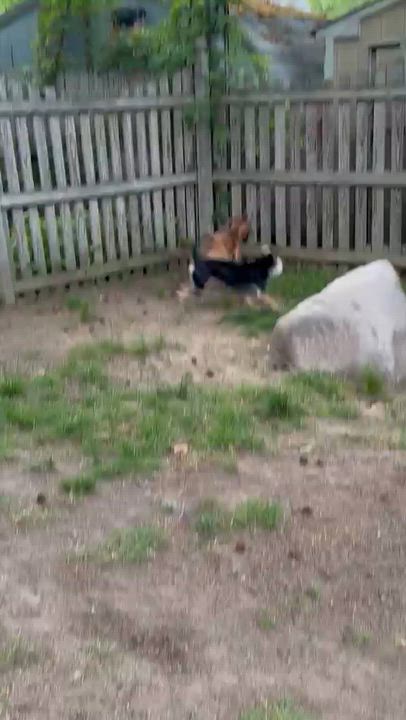Enlarge ONIX - literally PERFECT, a Adoptable mixed breed in Riva, MD video 5/6