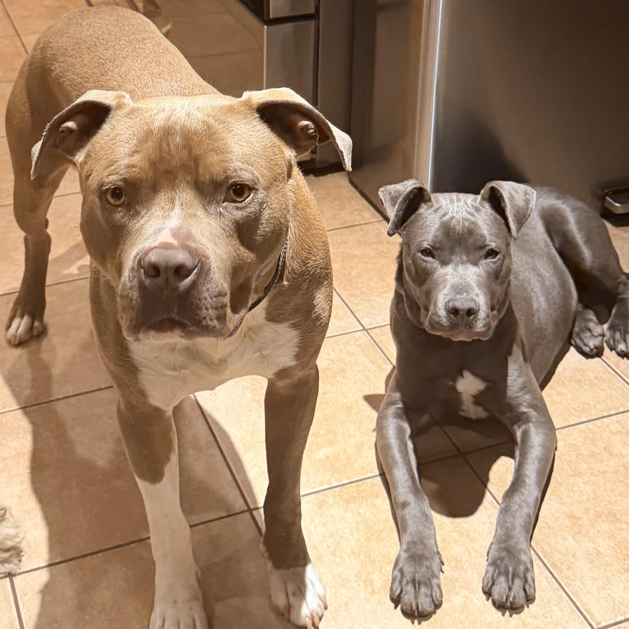 Enlarge Jerry, a ADOPTABLE Mixed Breed in Monona, WI image 2/4