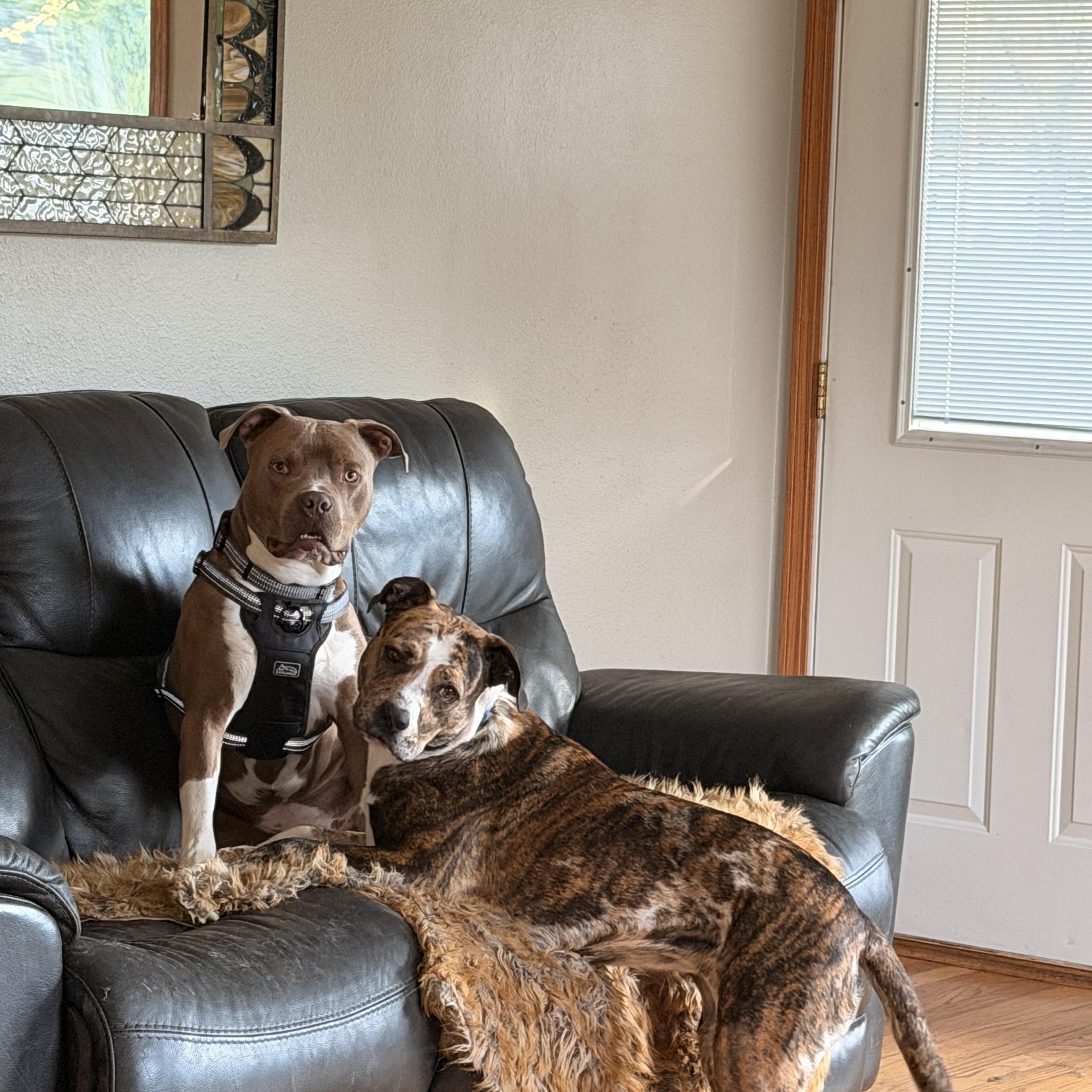 Enlarge Jerry, a ADOPTABLE Mixed Breed in Monona, WI image 4/4