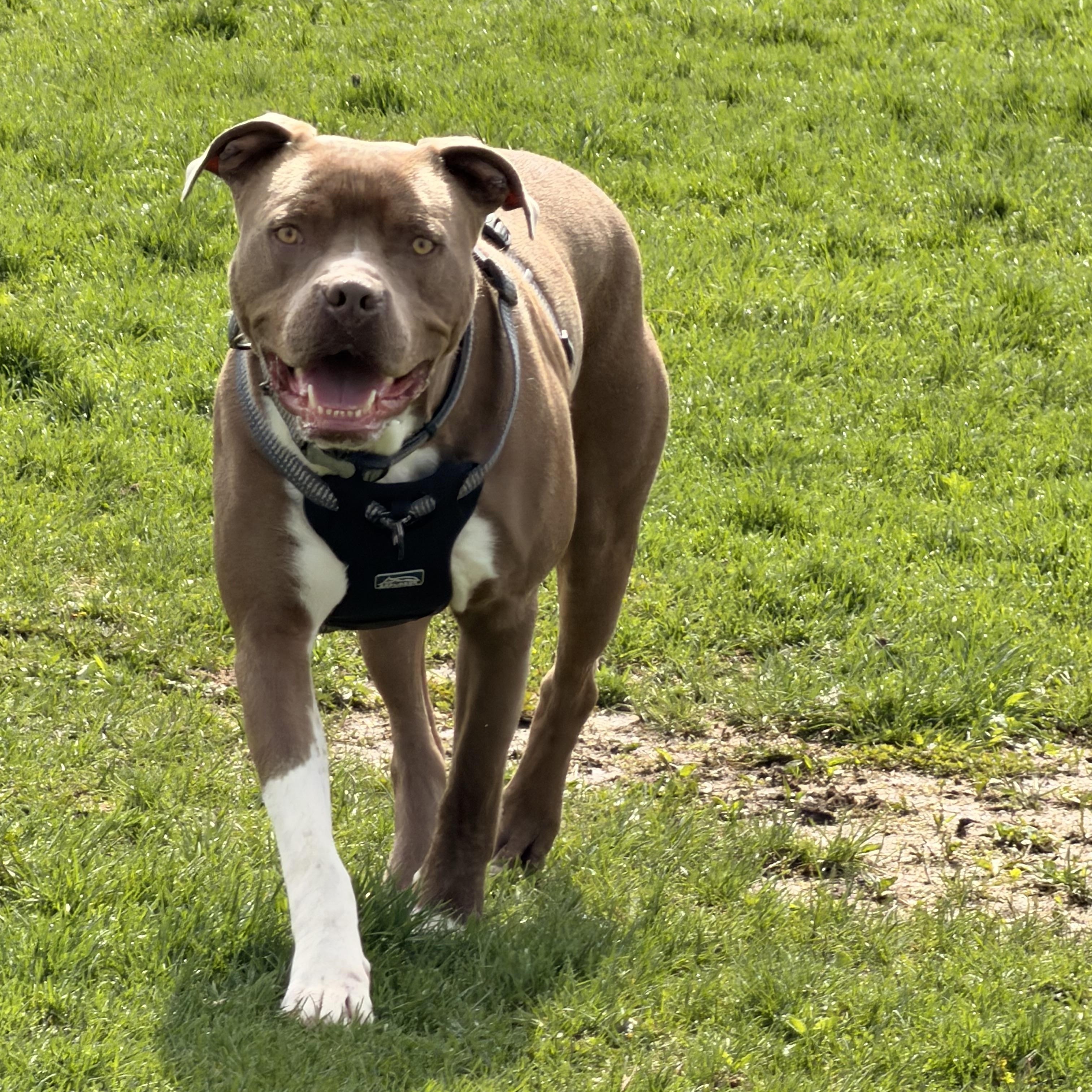 Enlarge Jerry, a ADOPTABLE Mixed Breed in Monona, WI image 3/4