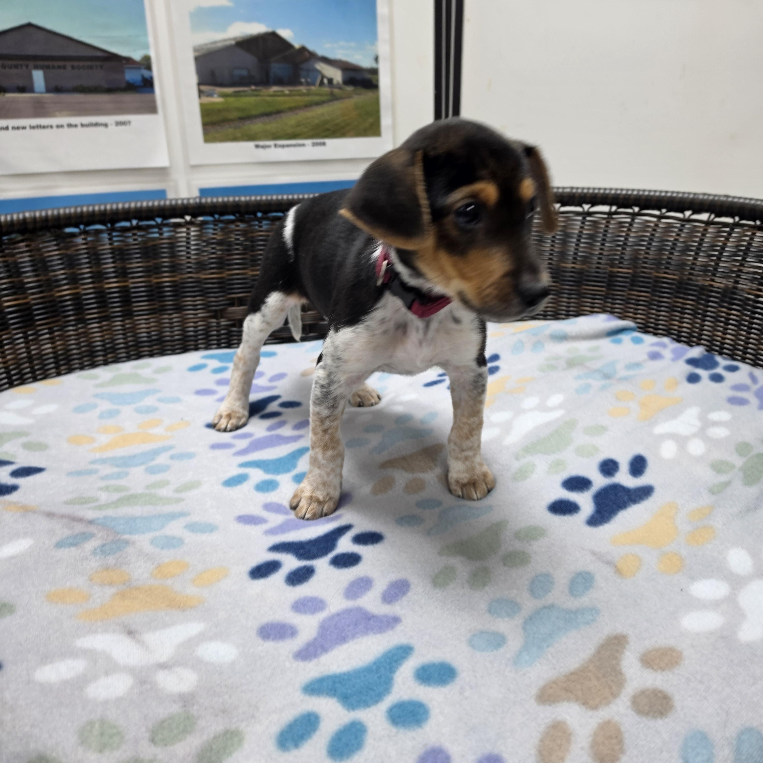 Skipper, Adoptable, Puppy Female Beagle & Jack Russell Terrier.