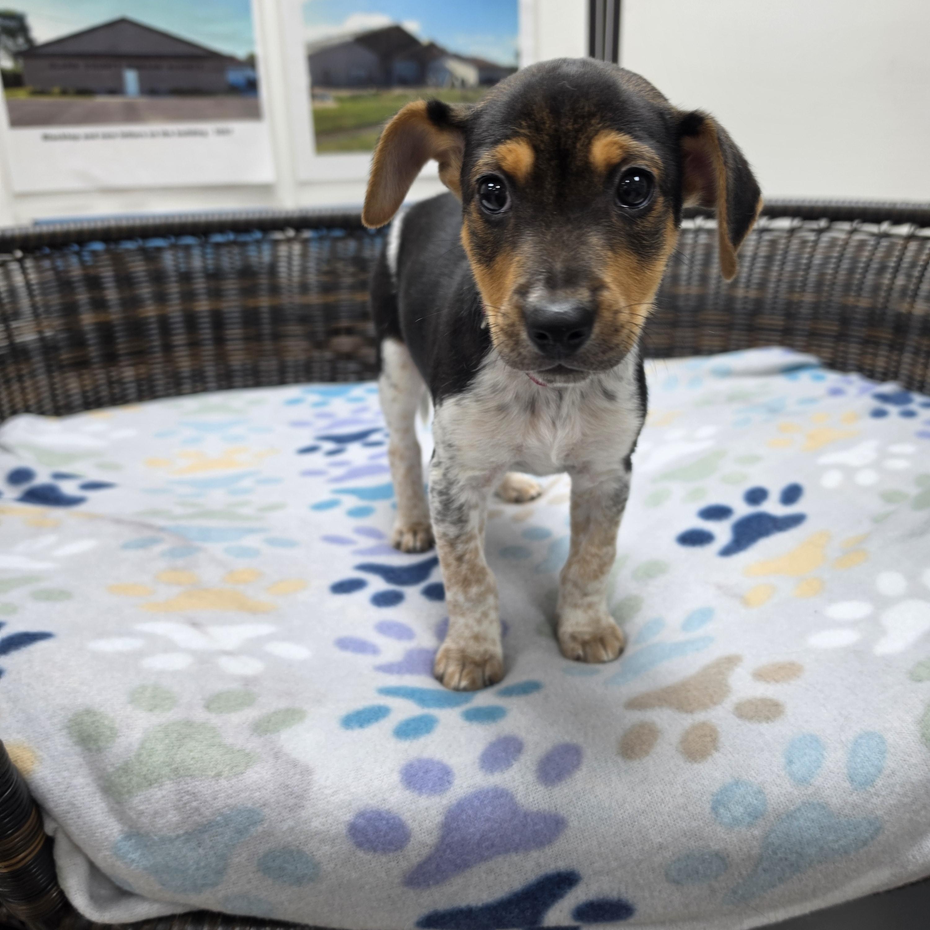 Enlarge Skipper, a Adoptable mixed breed in Neillsville, WI image 3/3