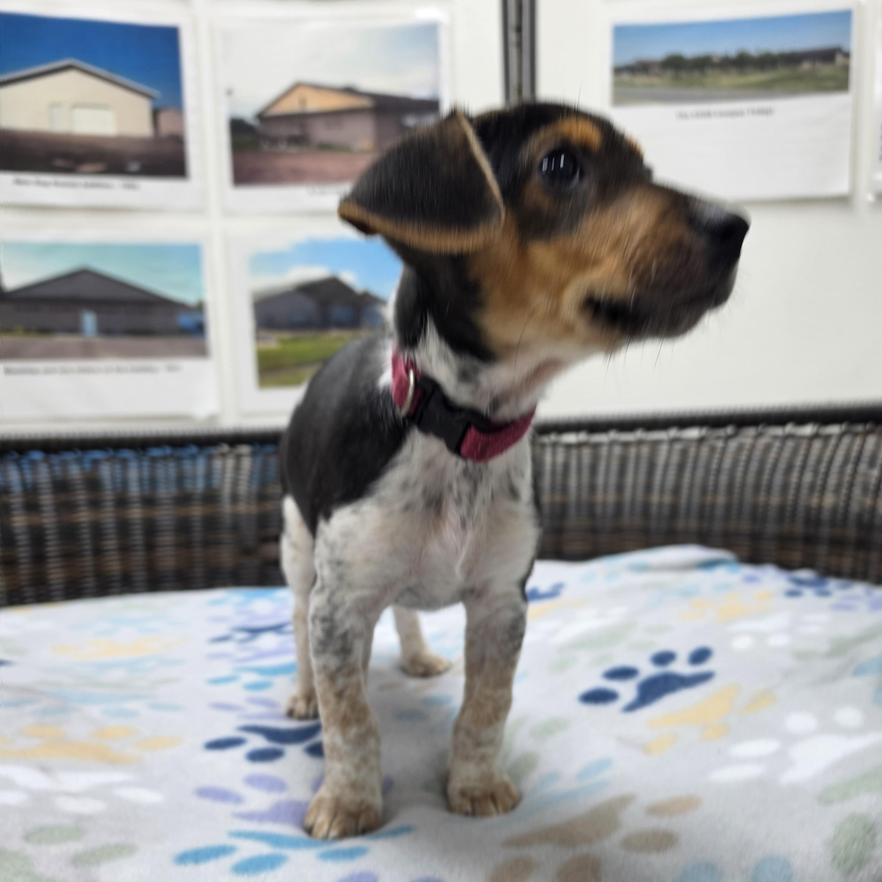 Enlarge Skipper, a Adoptable mixed breed in Neillsville, WI image 2/3