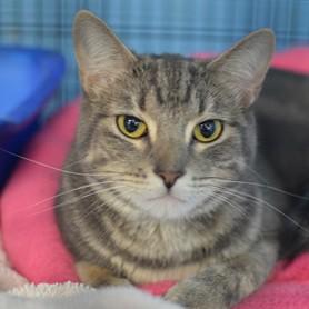 Pink, adoptable, Adult Female Domestic Short Hair.