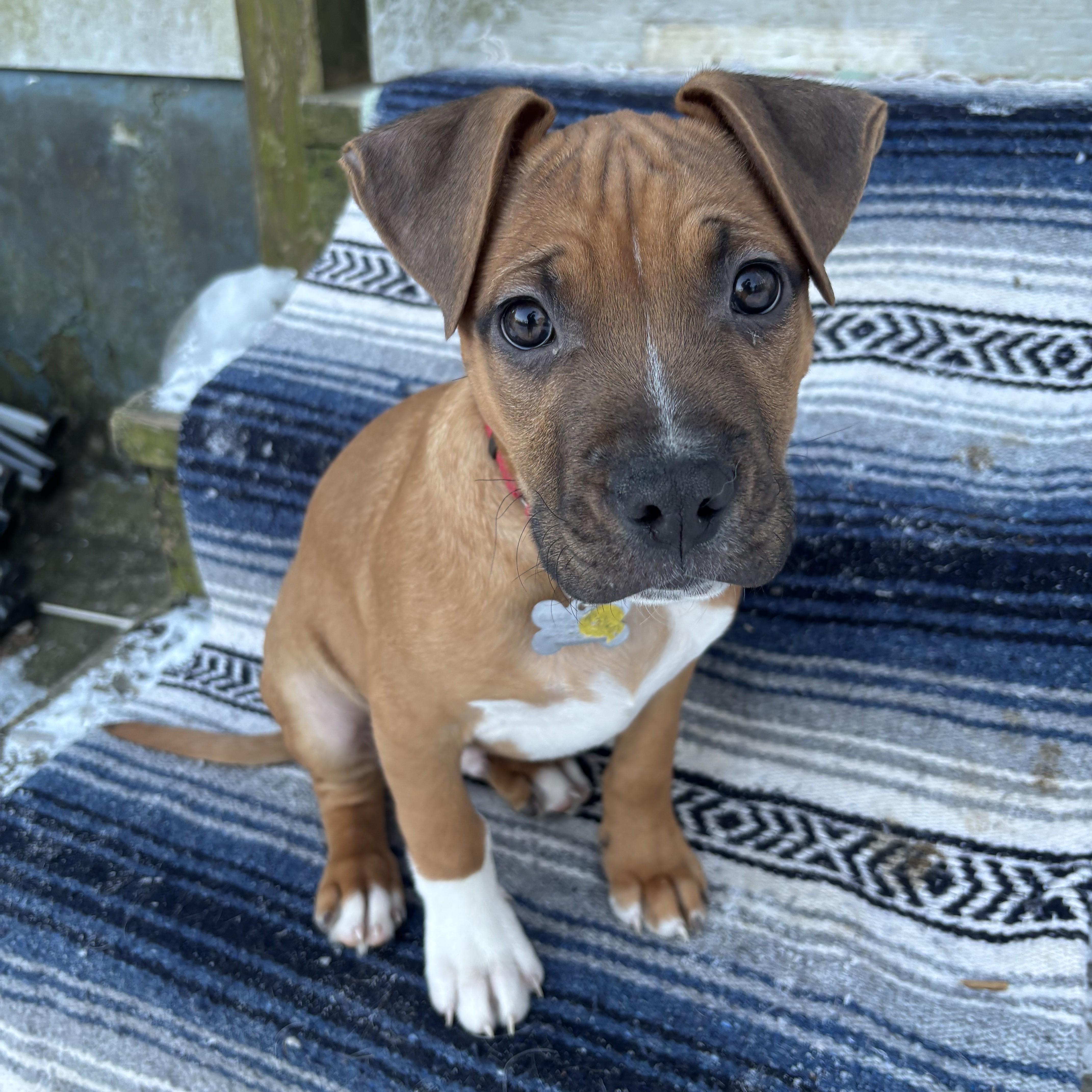 Nelson, a Adoptable mixed breed in Albany, NY image 3/6