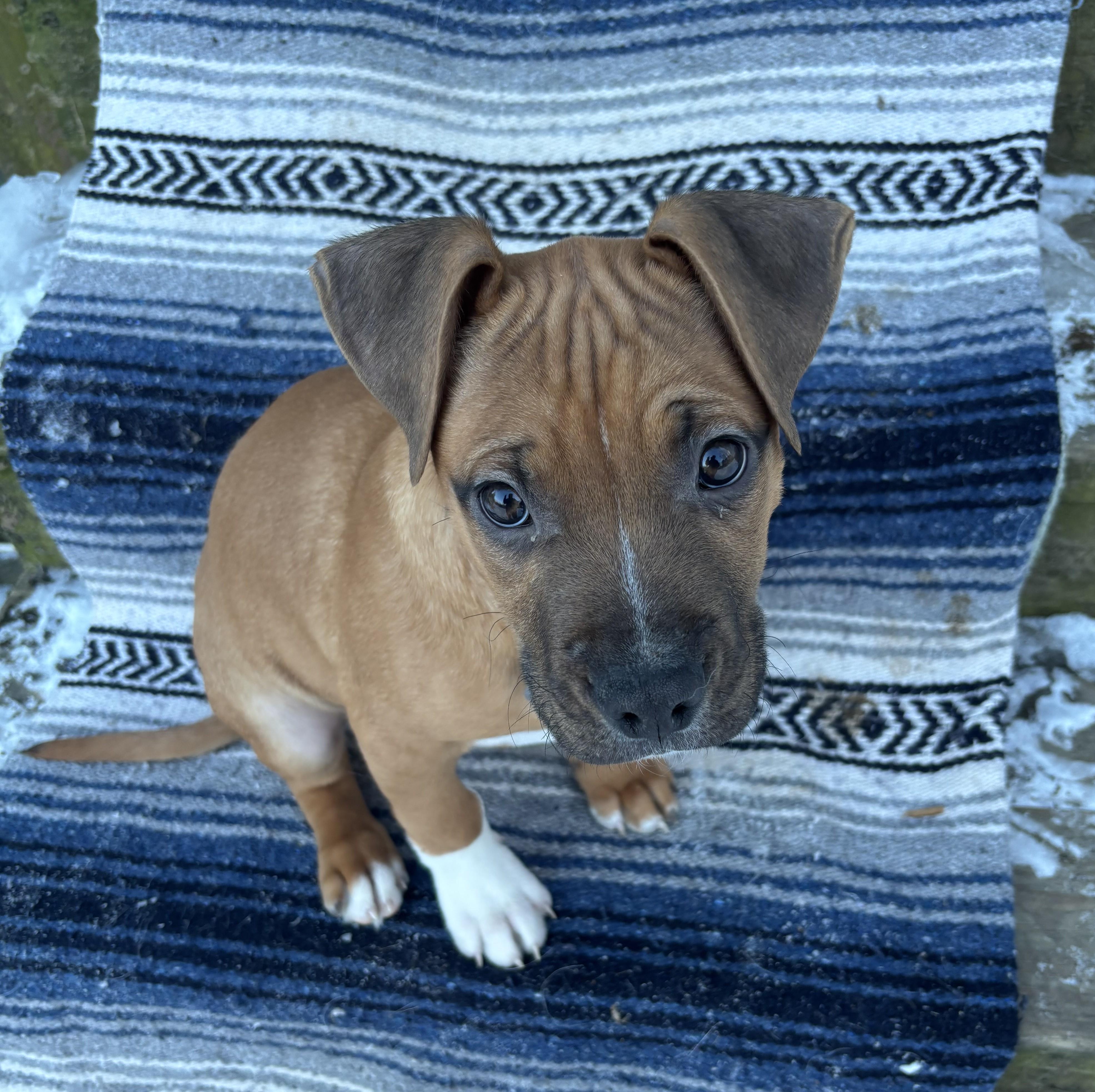 Nelson, a Adoptable mixed breed in Albany, NY image 4/6