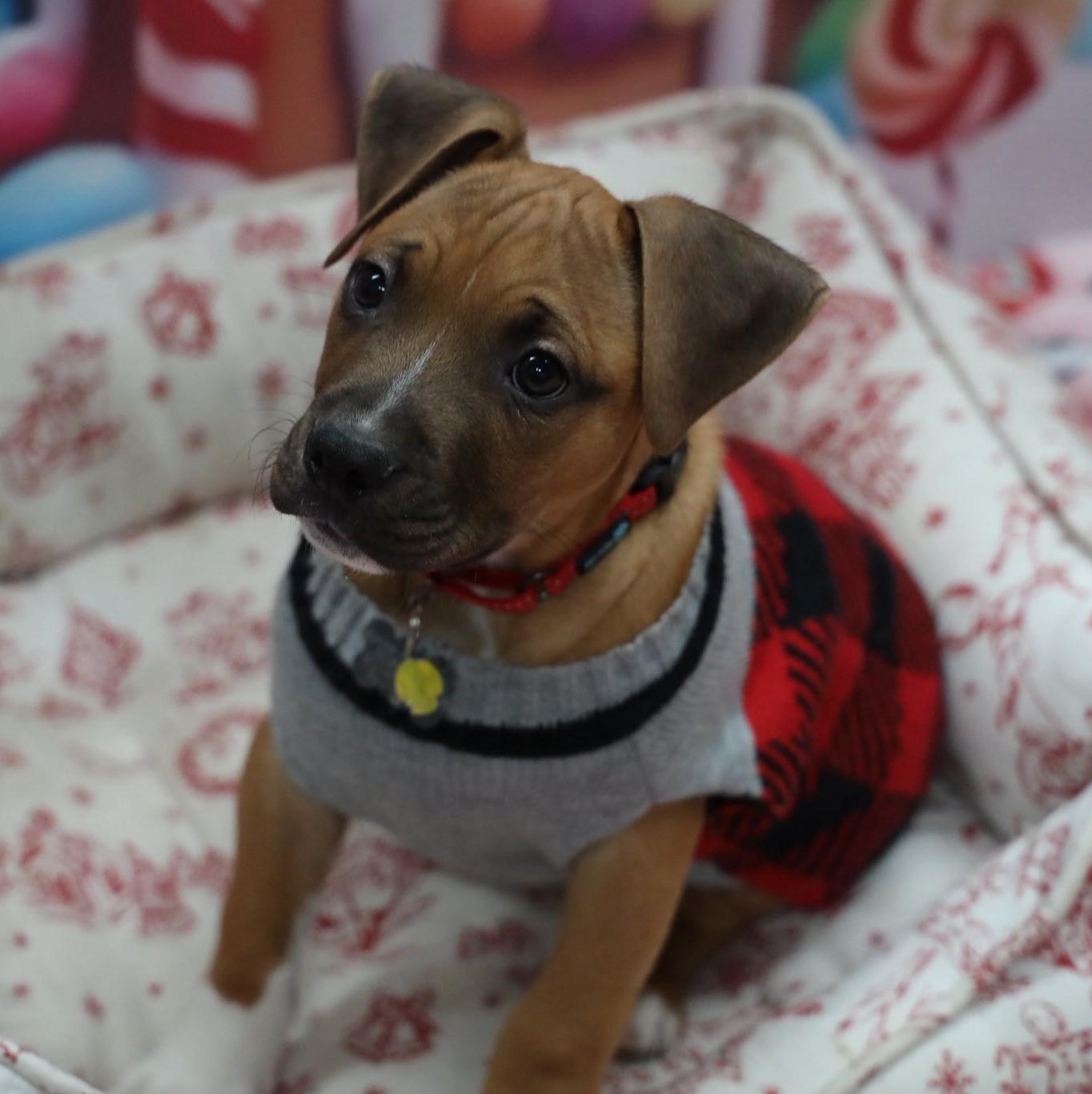 Nelson, Adoptable, Puppy Male Terrier & Hound.