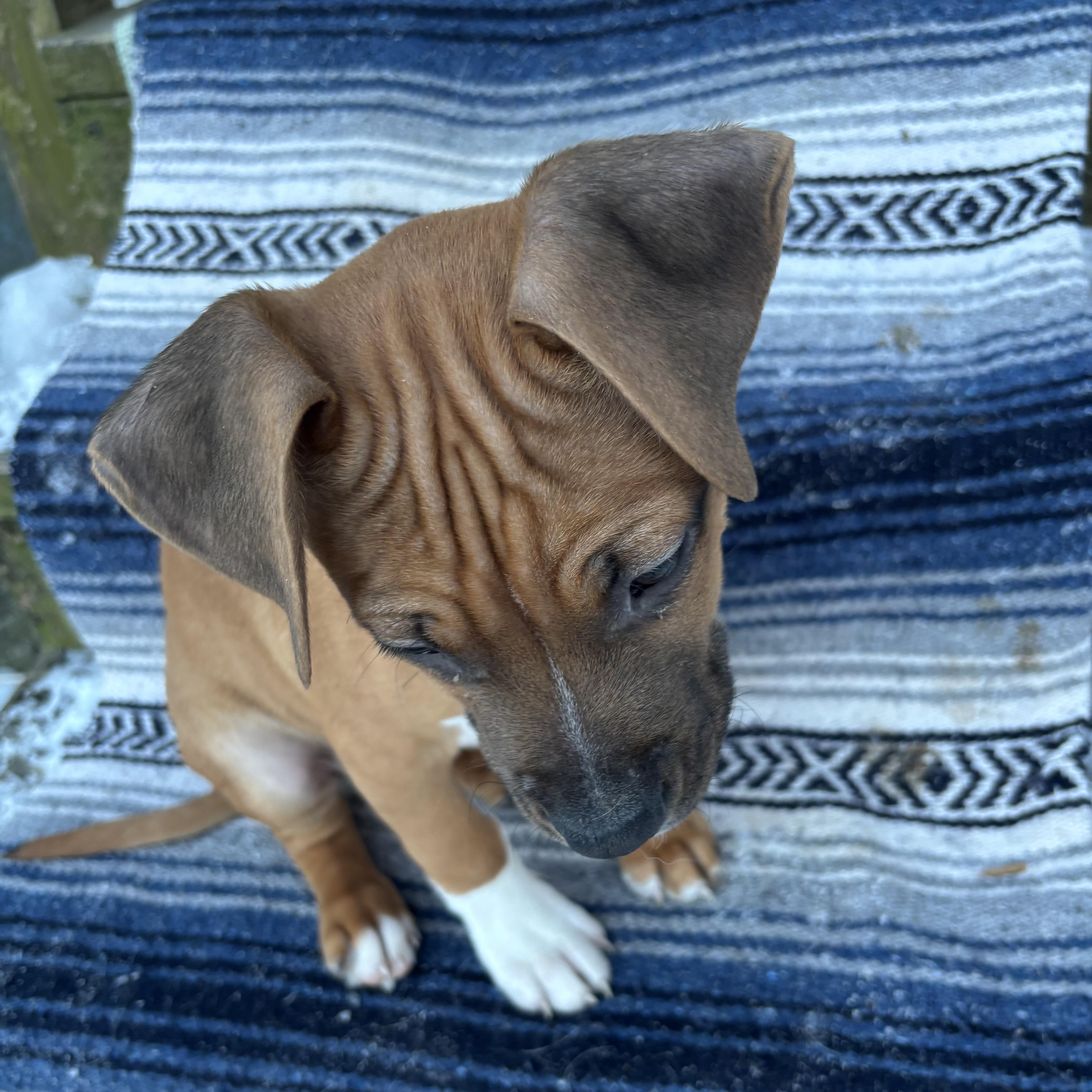 Nelson, a Adoptable mixed breed in Albany, NY image 2/6