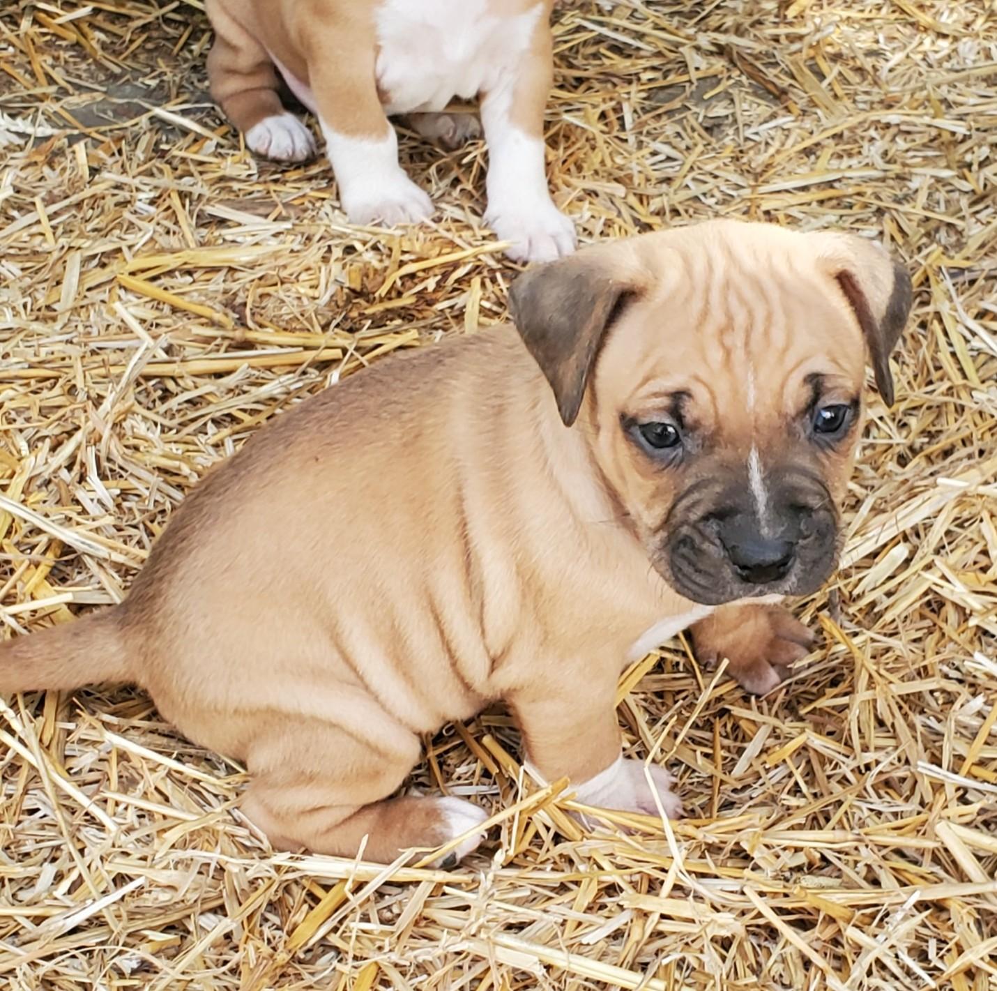 Enlarge Nelson, a Adoptable mixed breed in Albany, NY image 3/3