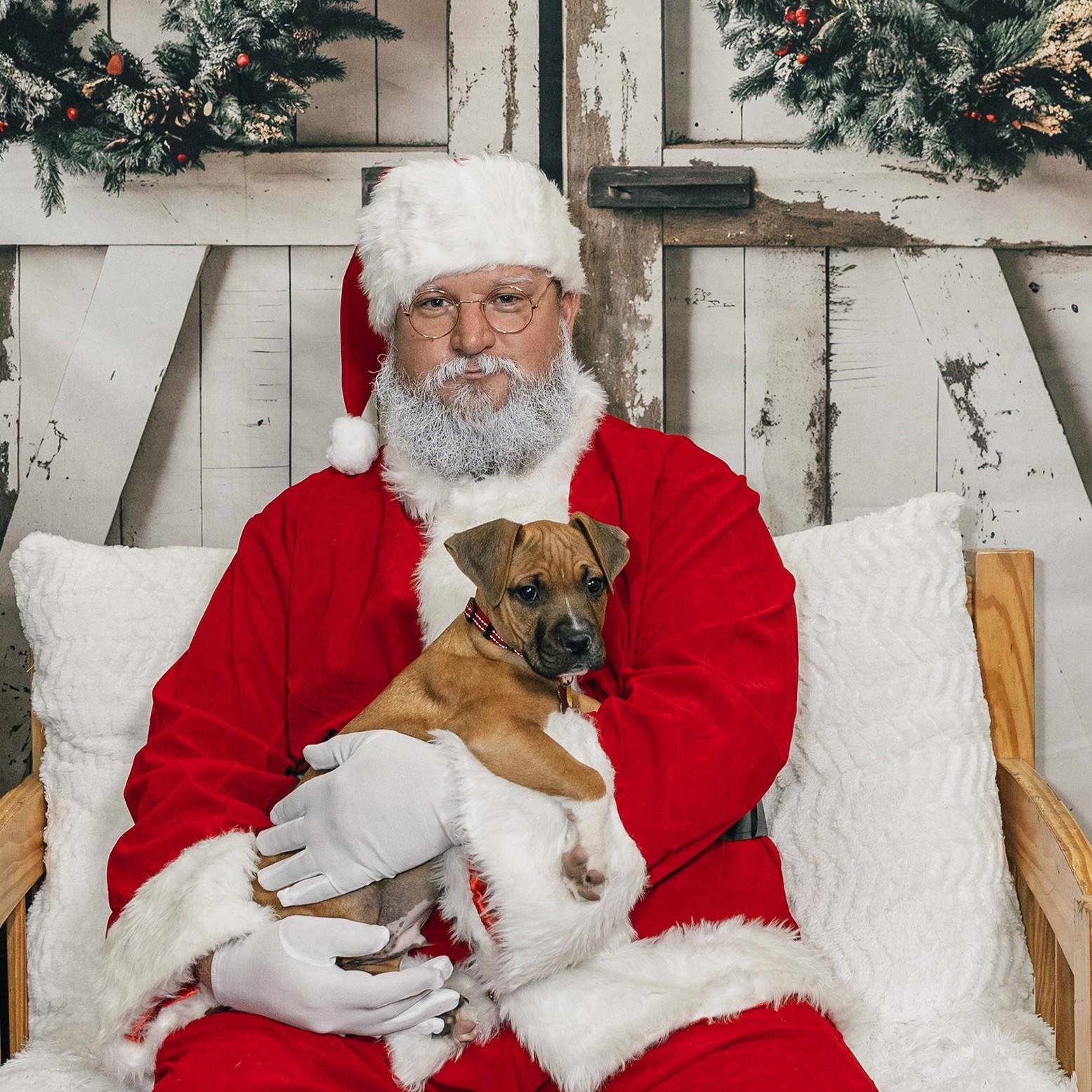 Nelson, Adoptable, Puppy Male Terrier & Hound.
