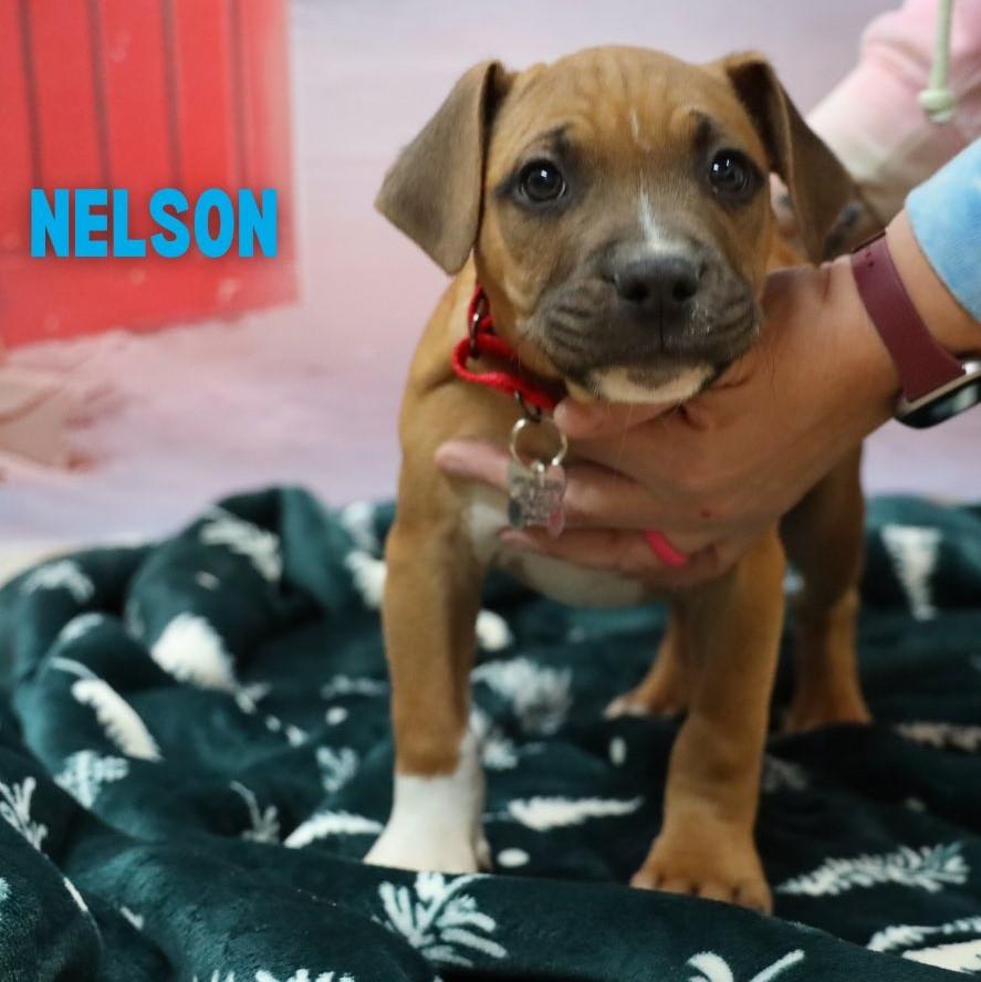 Enlarge Nelson, a Adoptable mixed breed in Albany, NY image 2/3