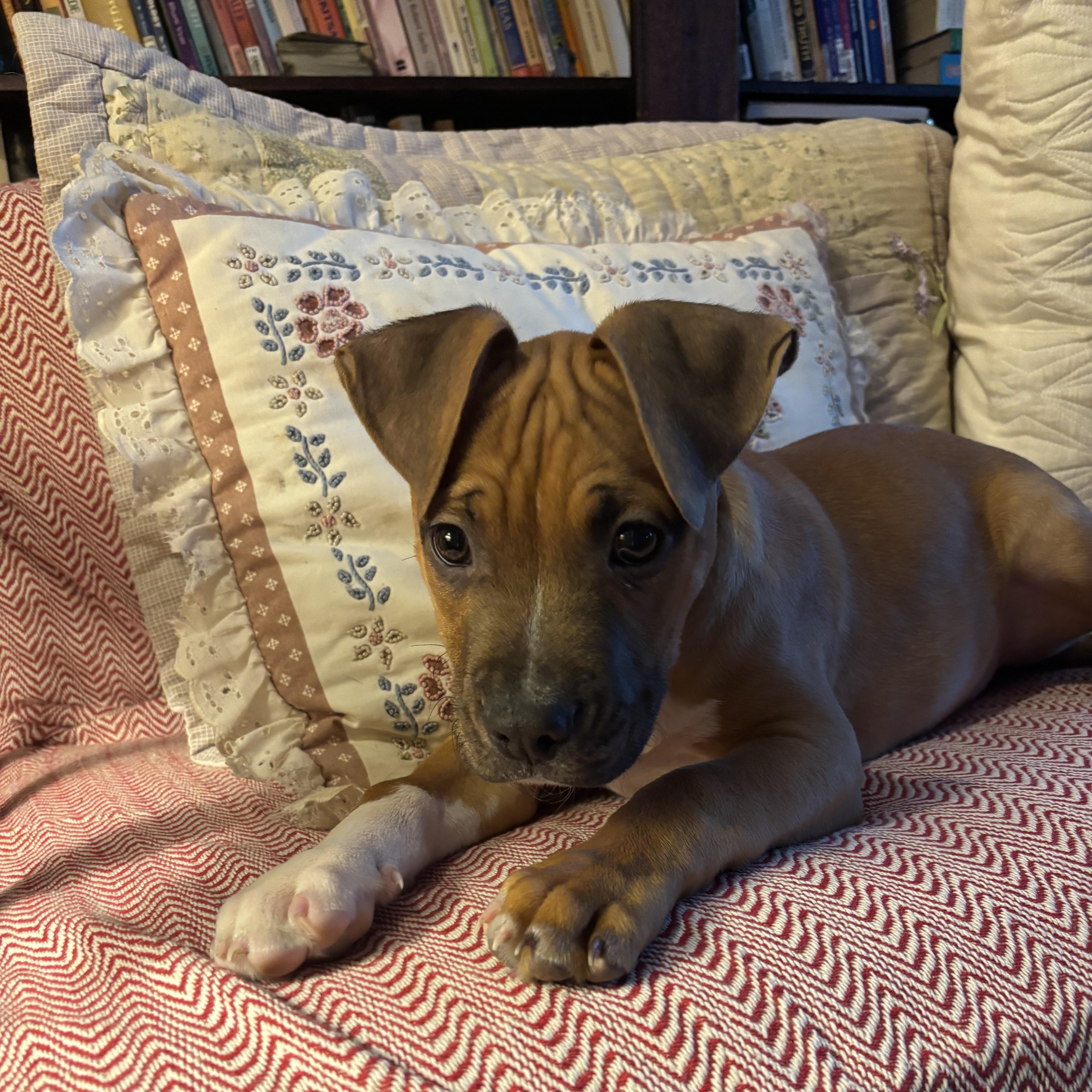 Nelson, a Adoptable mixed breed in Albany, NY image 1/6