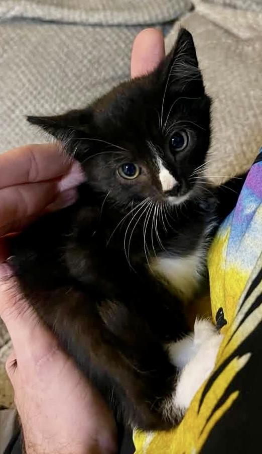 Darius, Adoptable, Young Male Domestic Short Hair.