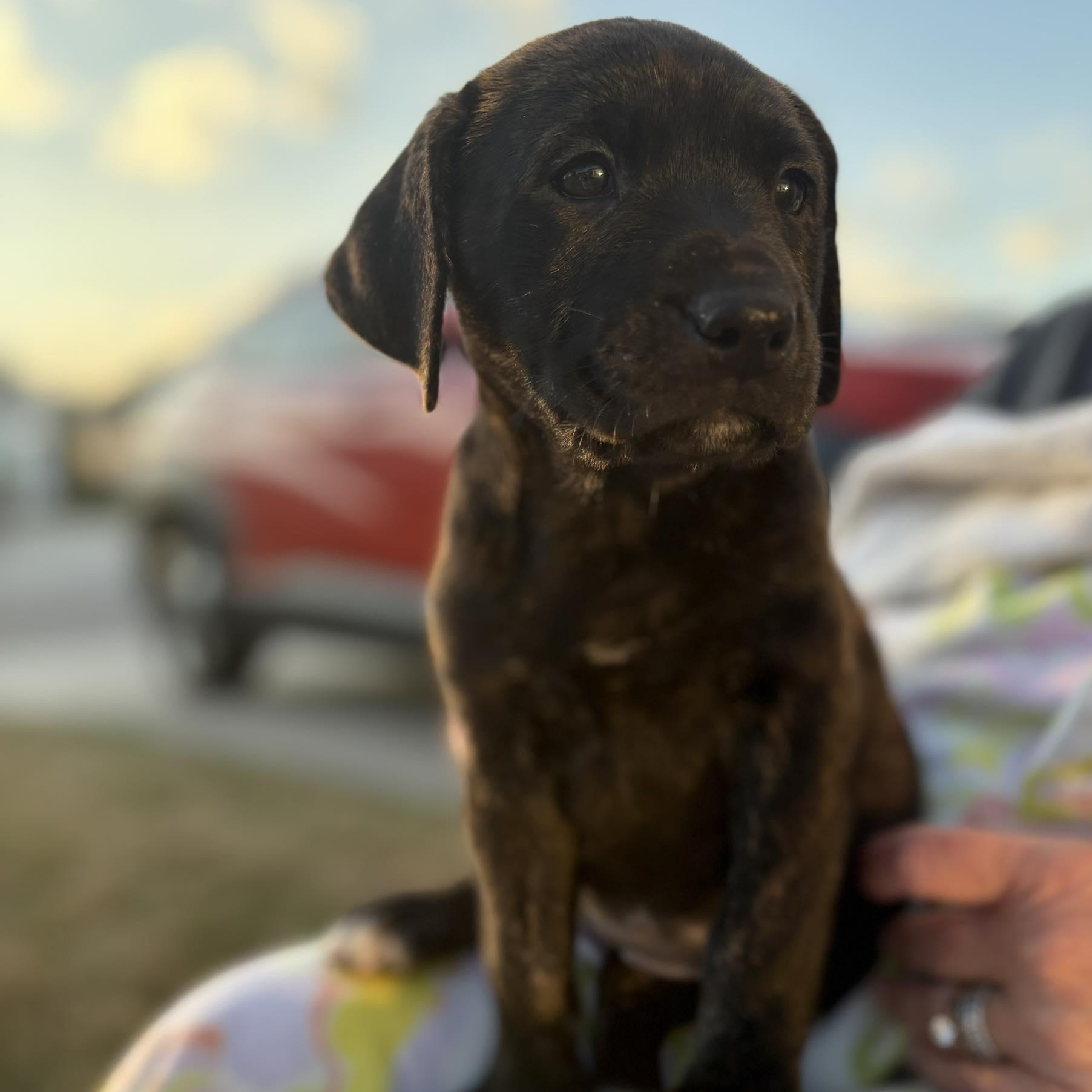 Enlarge Stevie, an adopted mixed breed in Myrtle Beach, SC image 3/3