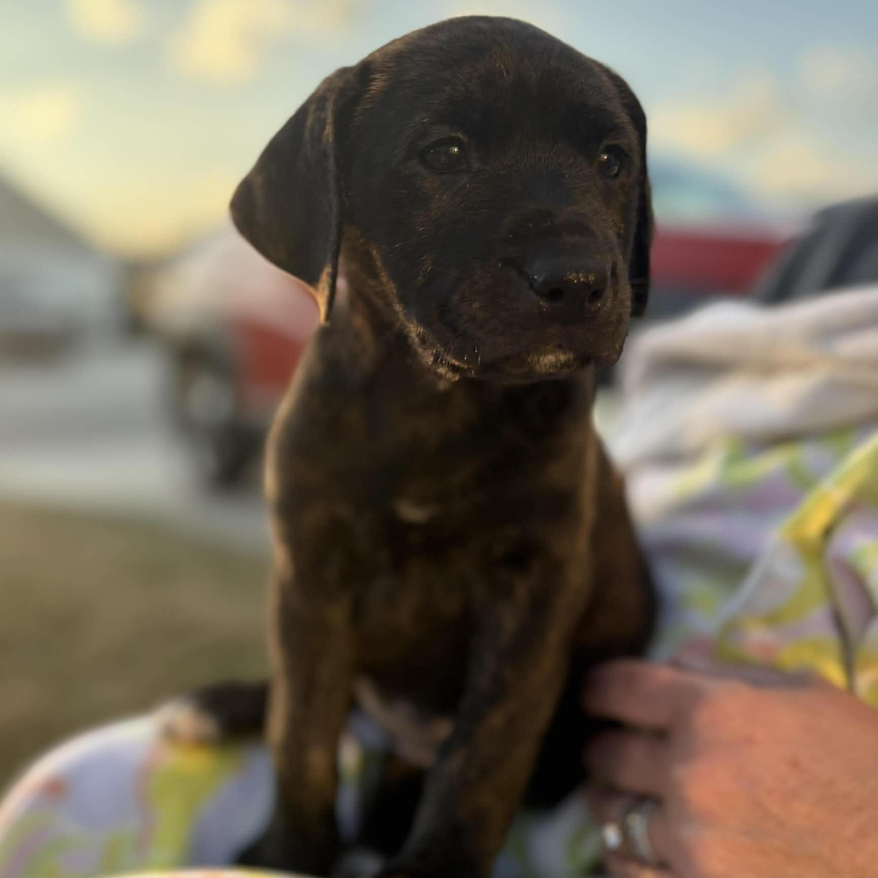 Stevie, adopted, Puppy Female German Shepherd Dog & German Shorthaired Pointer.