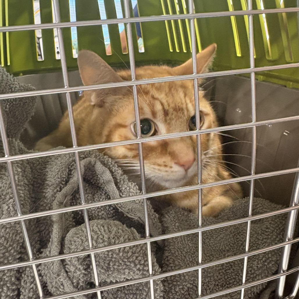 Star Garcia, Adoptable, Senior Male Domestic Short Hair.