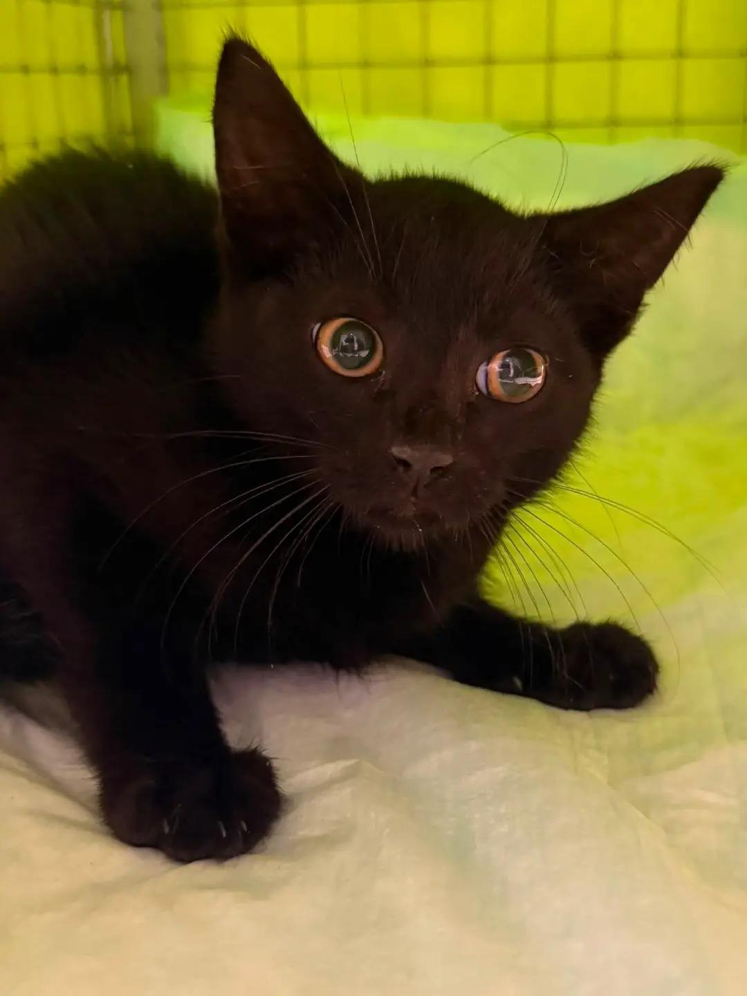 Enlarge SEBASTIAN, ARIEL, & SCUTTLE, a Adoptable Domestic Short Hair in Perth Amboy , NJ image 4/4