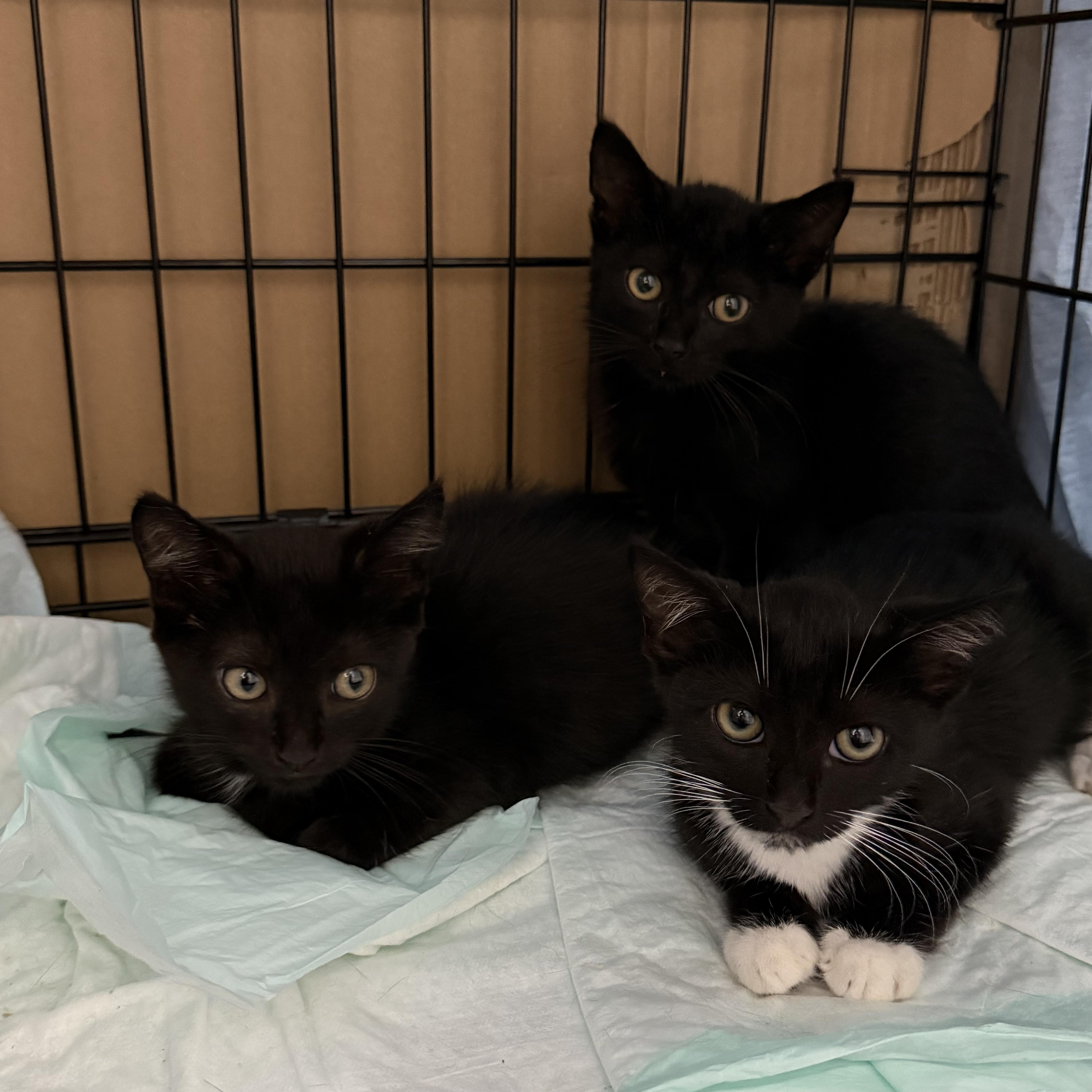 Enlarge SEBASTIAN, ARIEL, & SCUTTLE, a Adoptable Domestic Short Hair in Perth Amboy , NJ image 1/4
