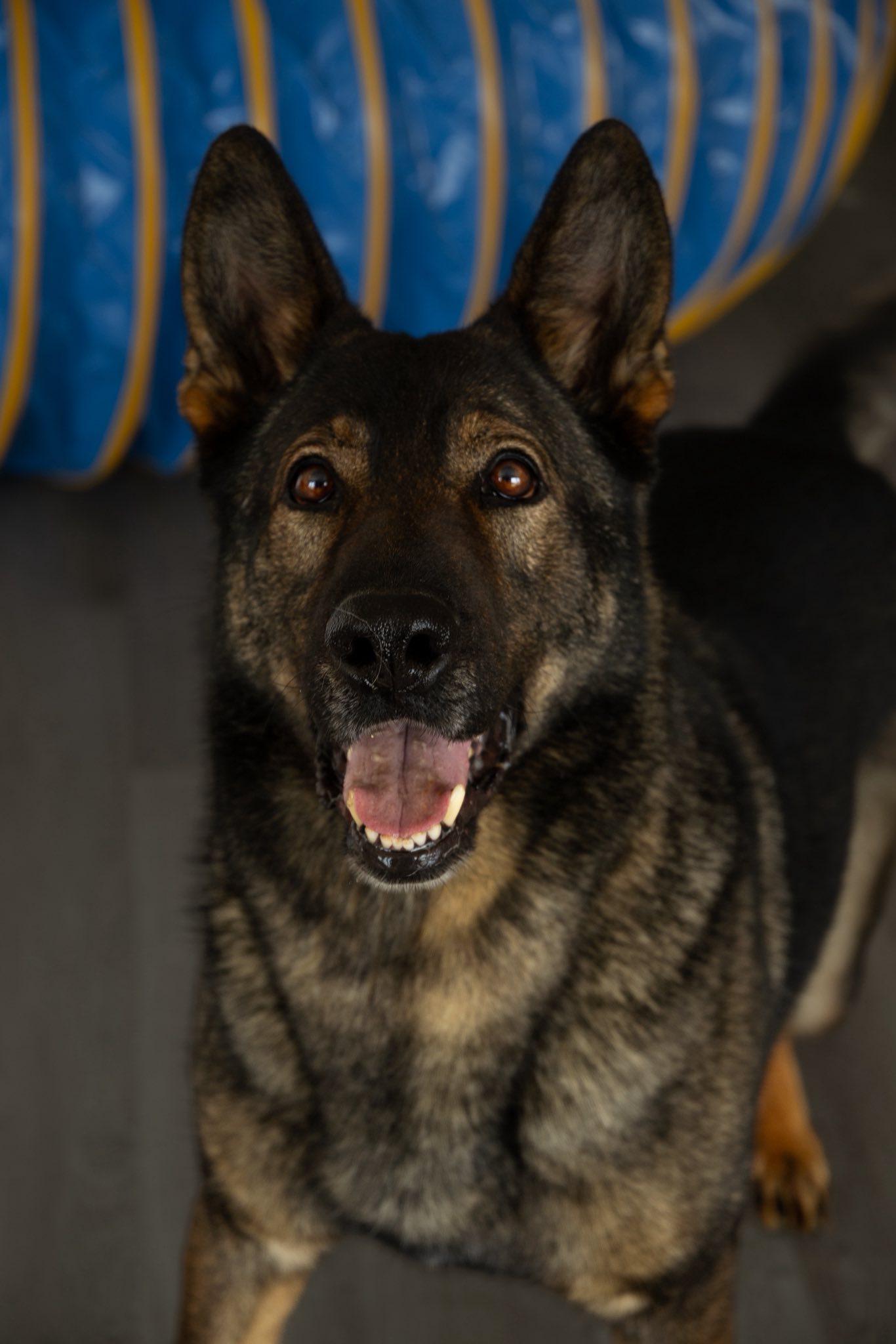Tex, an adopted German Shepherd Dog in Spencer, IN image 2/5