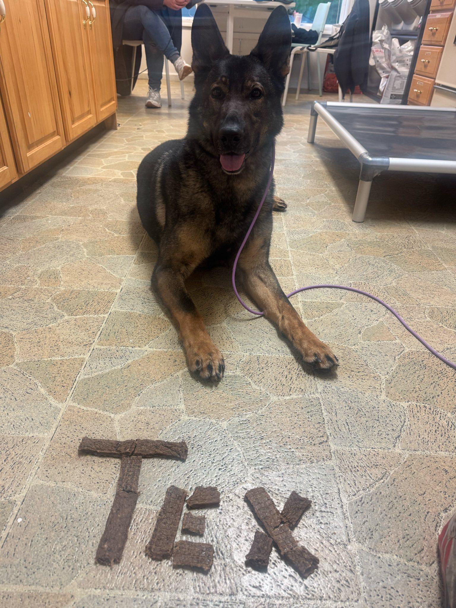Tex, an adopted German Shepherd Dog in Spencer, IN image 3/5
