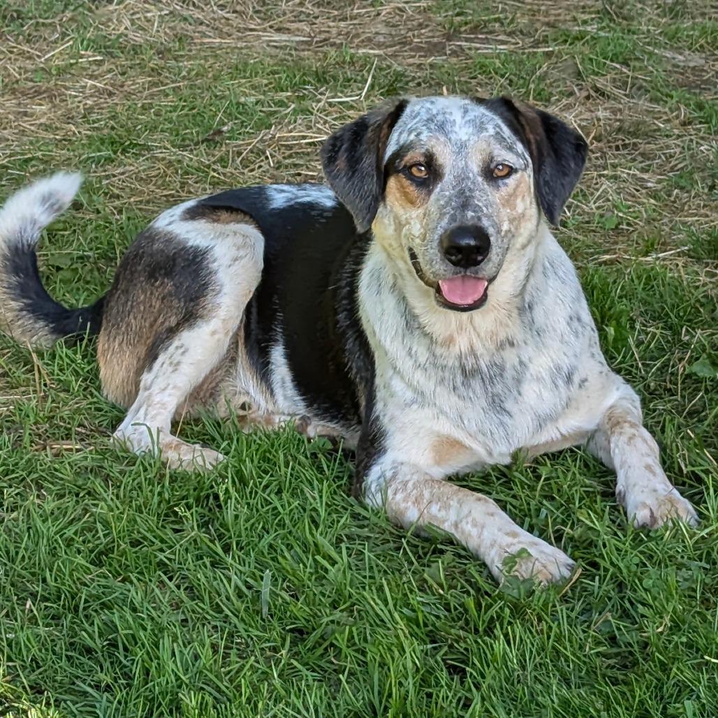 Enlarge Cowtails* (Courtesy Listing), a Adoptable mixed breed in Waynesville, NC image 1/3