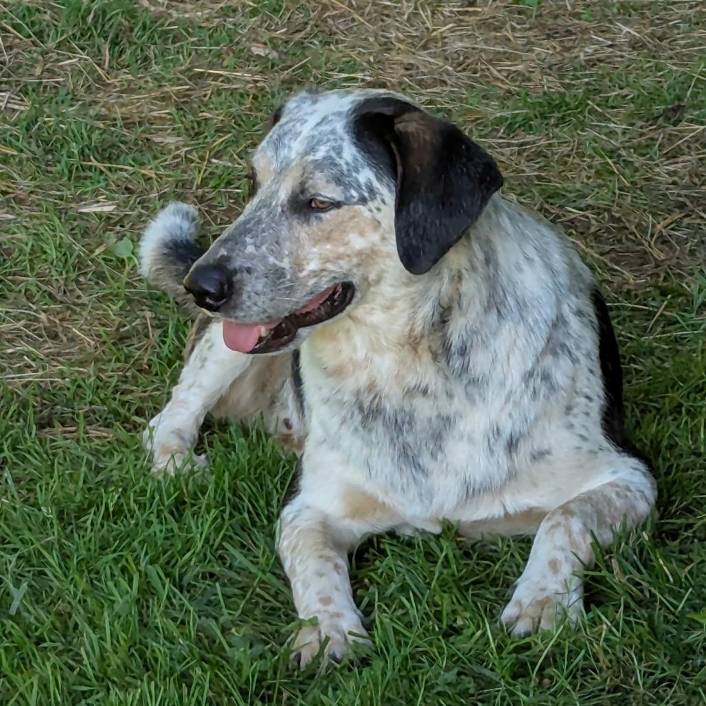 Enlarge Cowtails* (Courtesy Listing), a Adoptable mixed breed in Waynesville, NC image 2/3