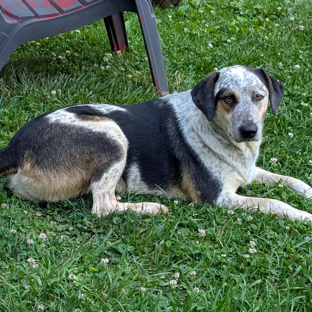 Enlarge Cowtails* (Courtesy Listing), a Adoptable mixed breed in Waynesville, NC image 3/3