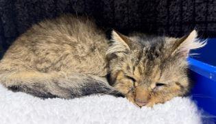 Enlarge Whiskers, a Adoptable Domestic Medium Hair in Keswick, ON image 1/1