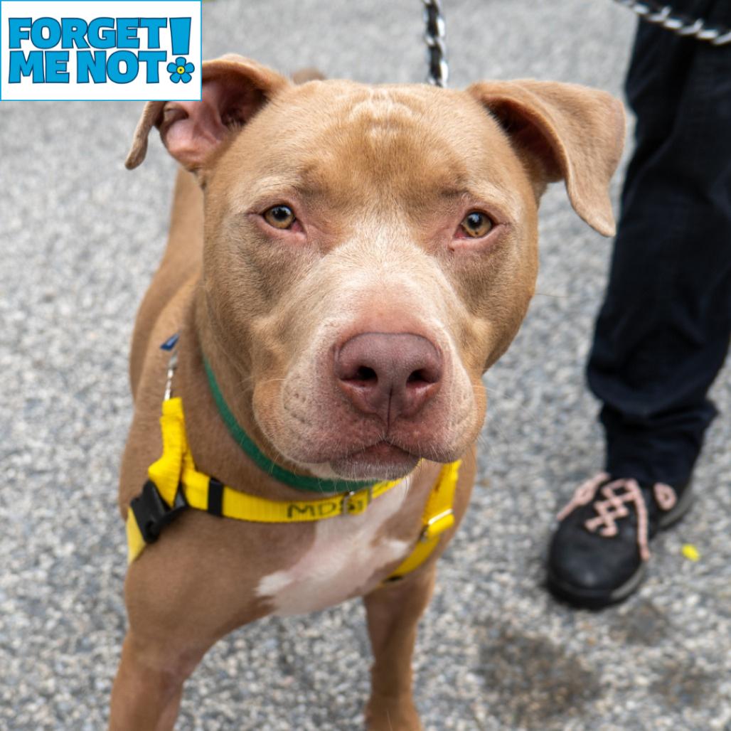 Buddy Jackson, Adoptable, Adult Male Pit Bull Terrier.