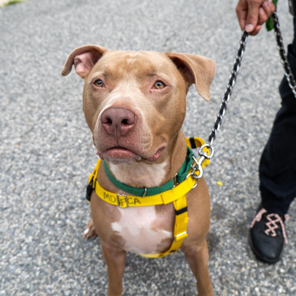 Buddy Jackson, Adoptable, Adult Male Pit Bull Terrier.
