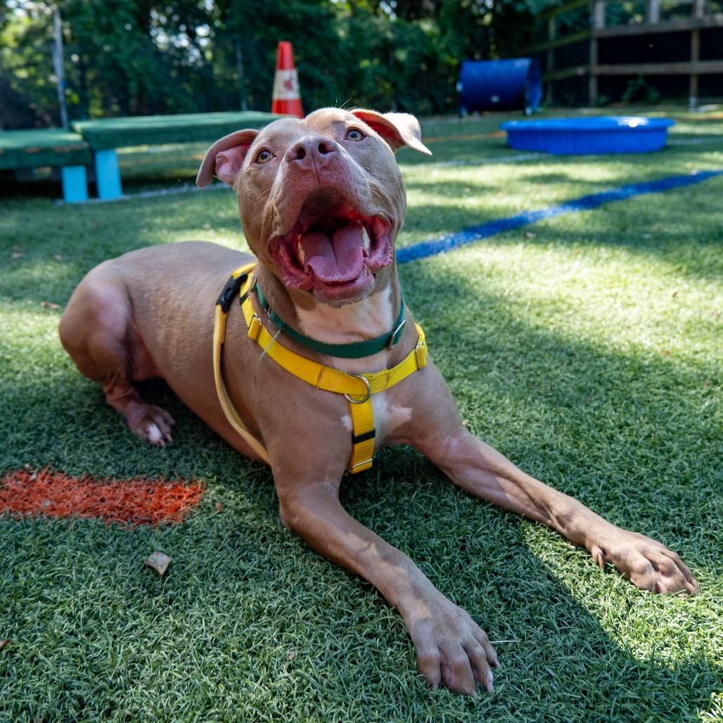 Buddy Jackson, a Adoptable Pit Bull Terrier in Baltimore, MD image 2/6