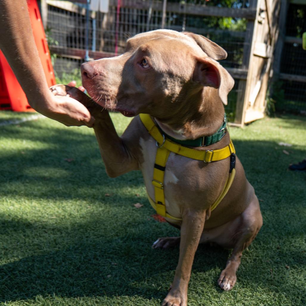 Buddy Jackson, a Adoptable Pit Bull Terrier in Baltimore, MD image 3/6